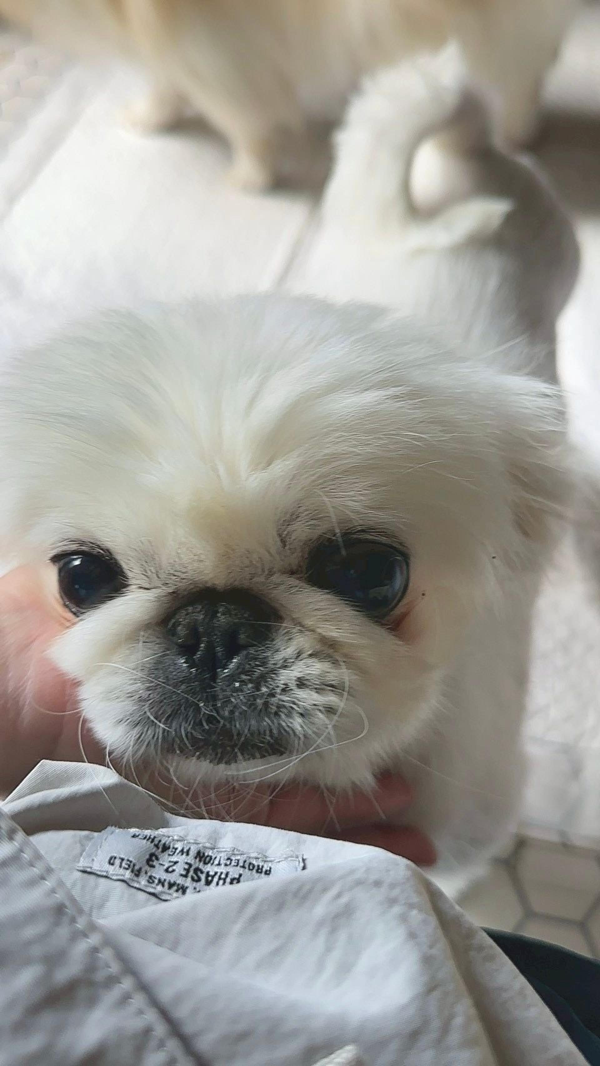 pet-image-6