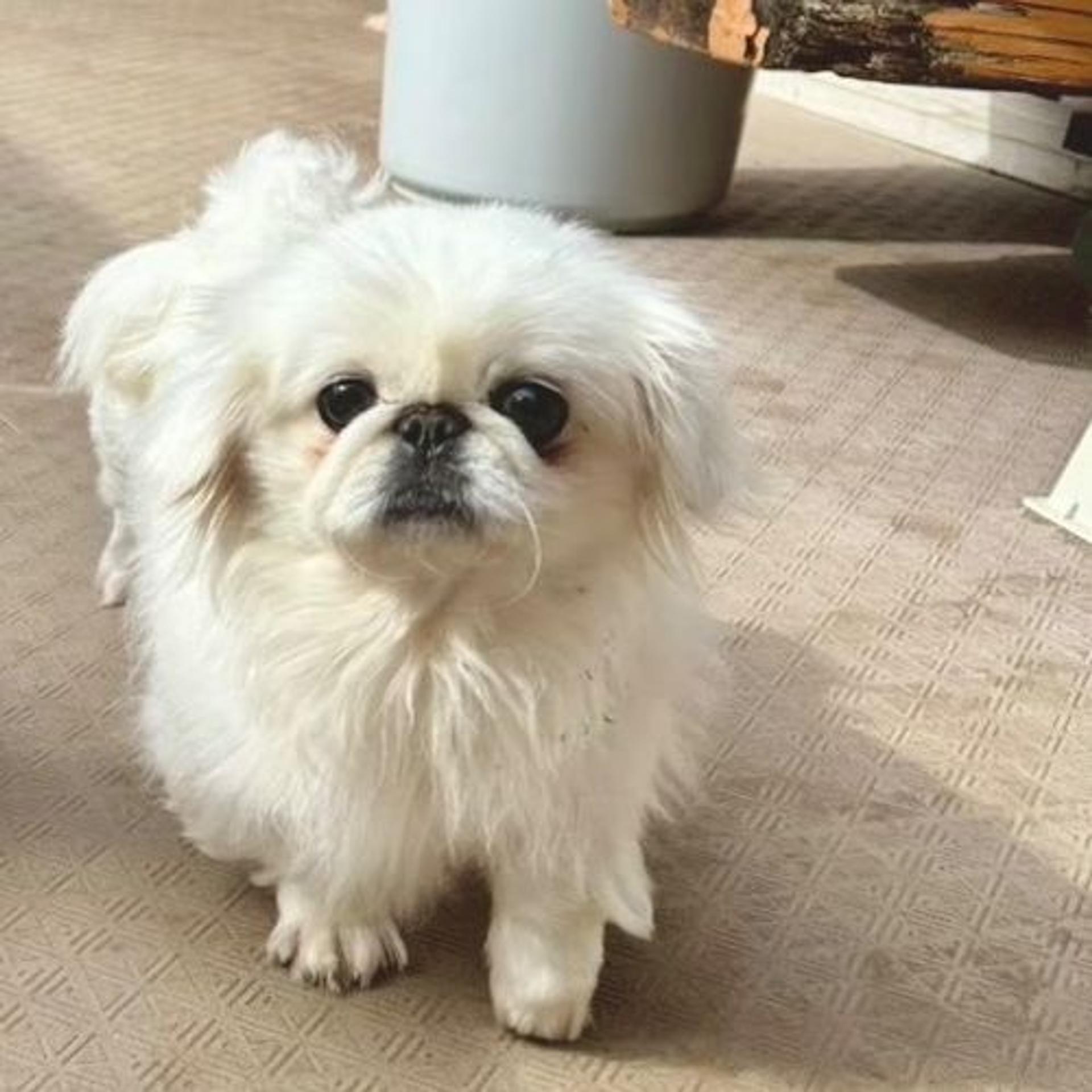 pet-image-8