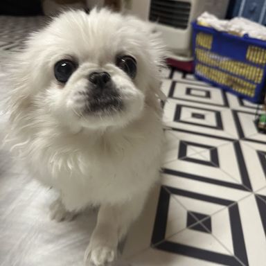ぺったん