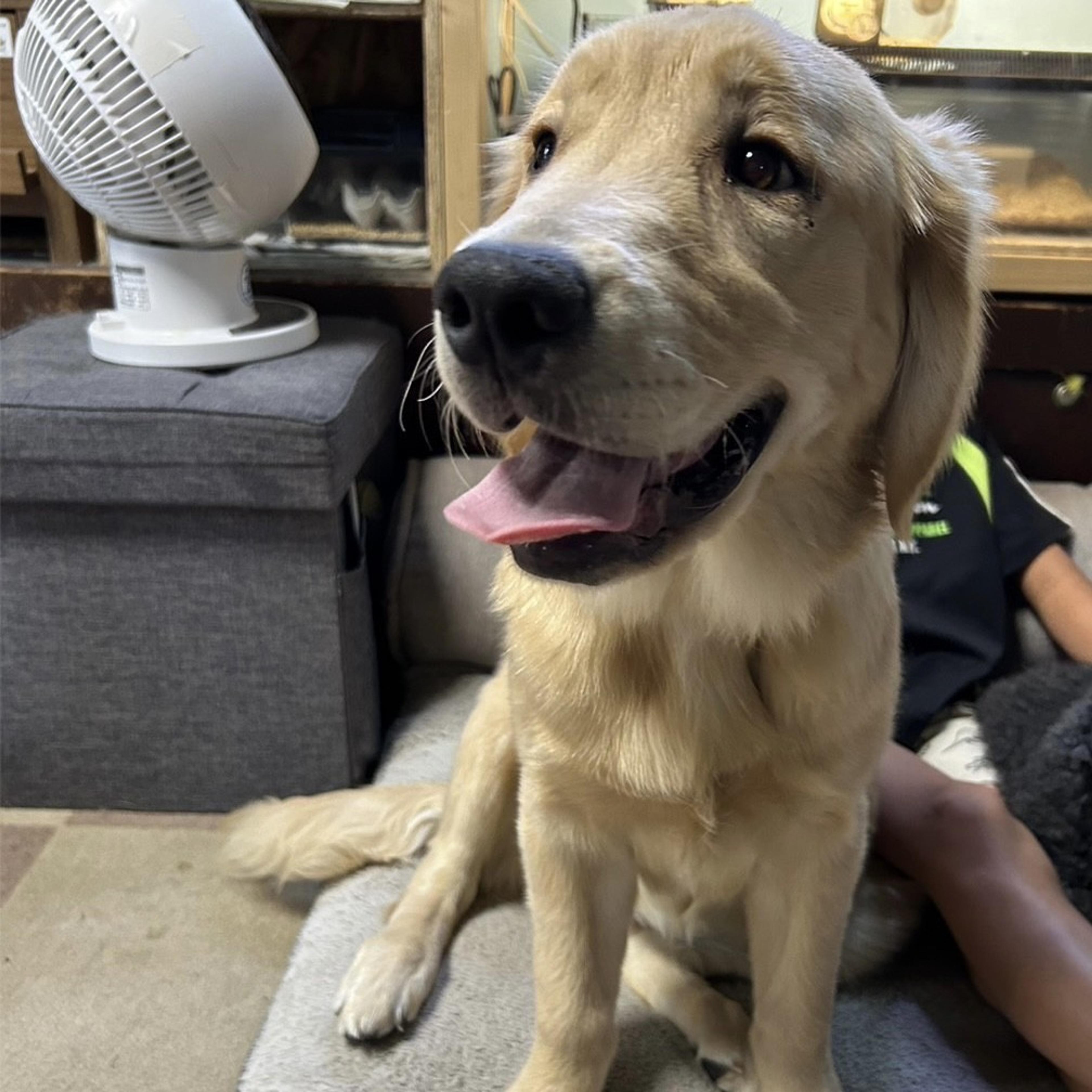 pet-image-4