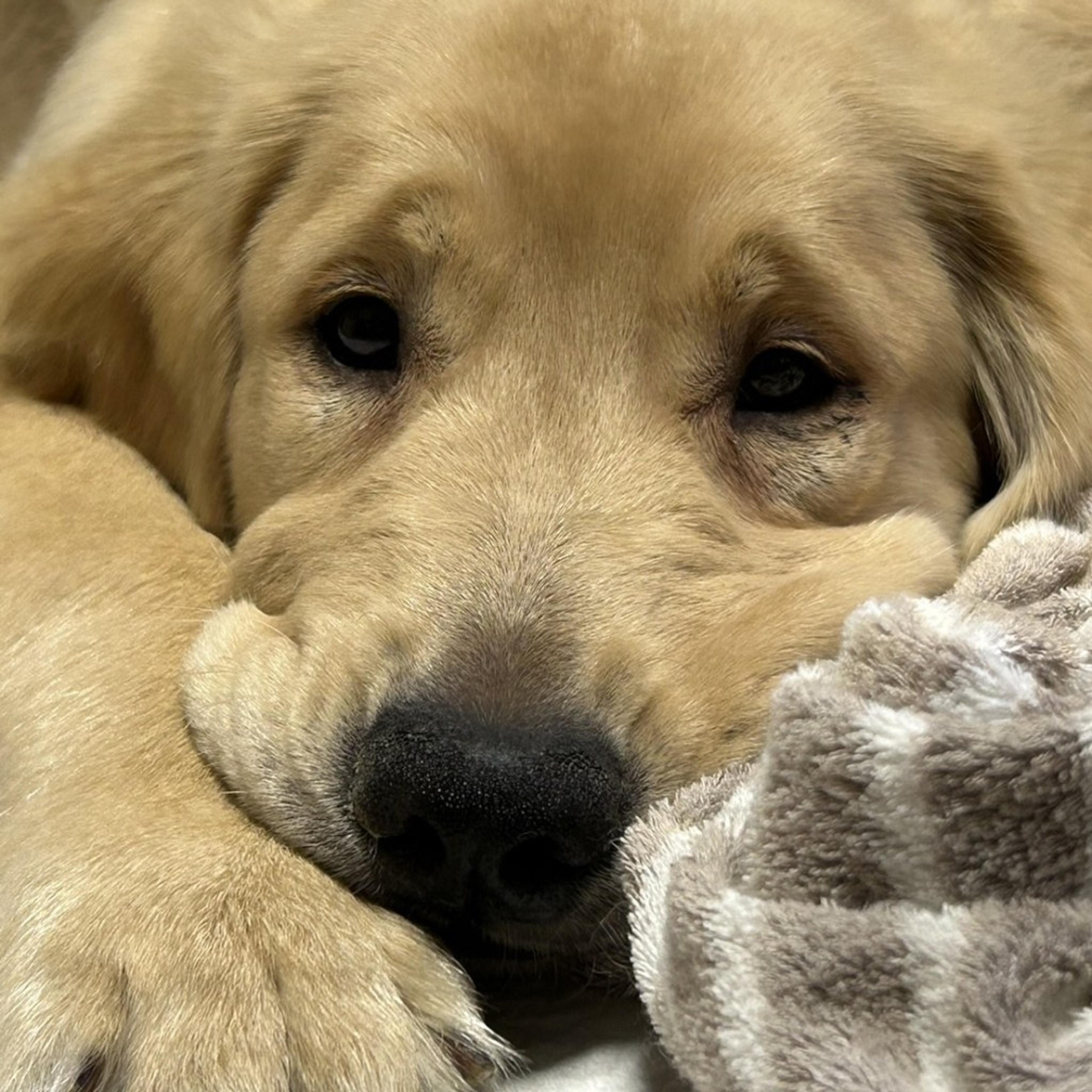 pet-image-2