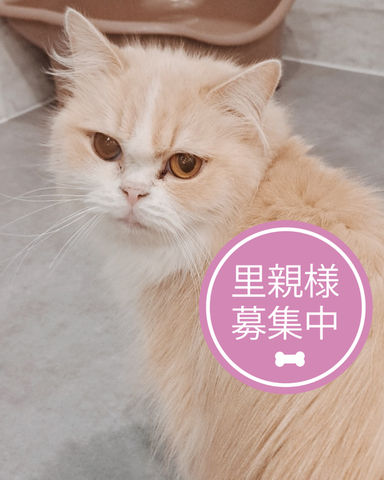 たいしゅう