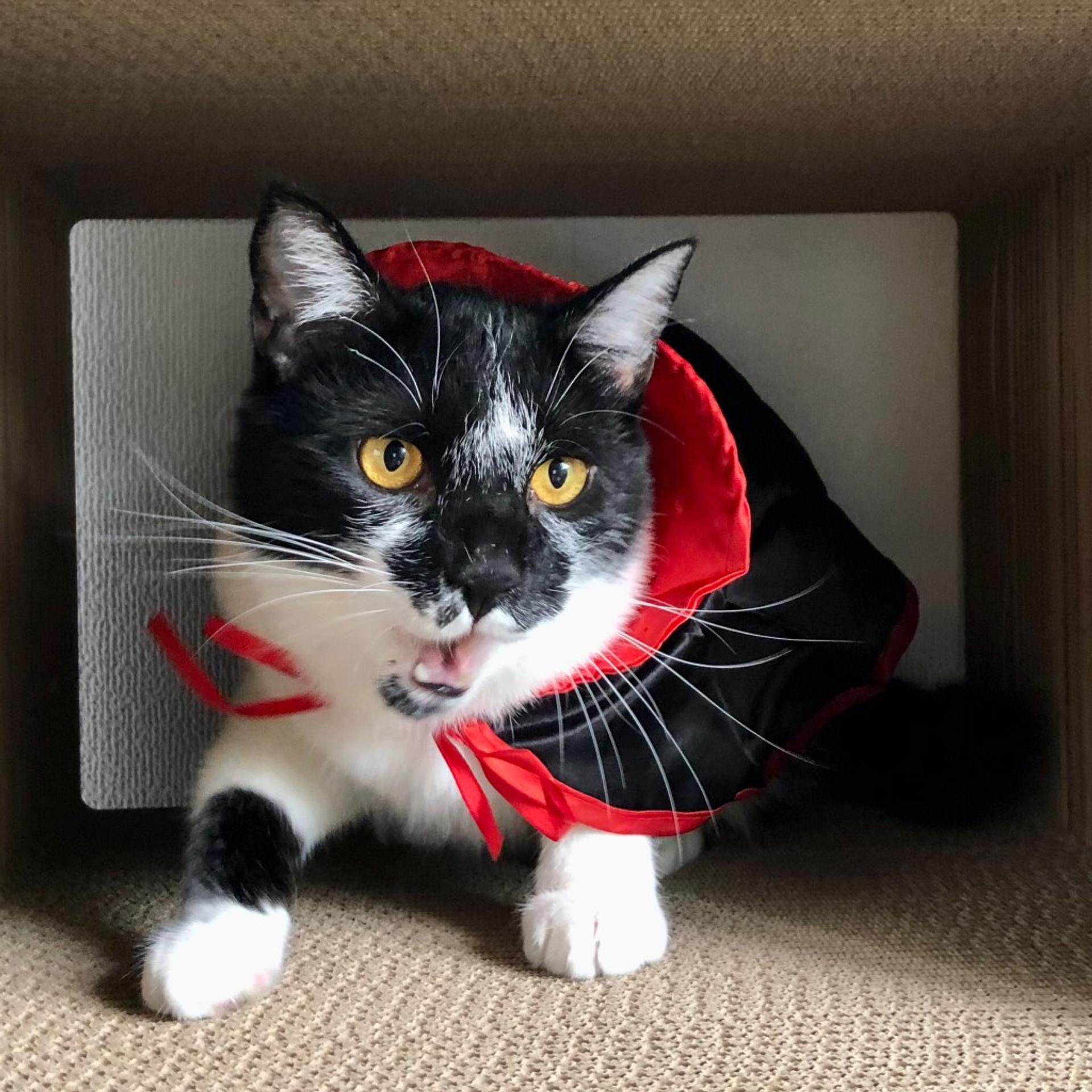 pet-image-9