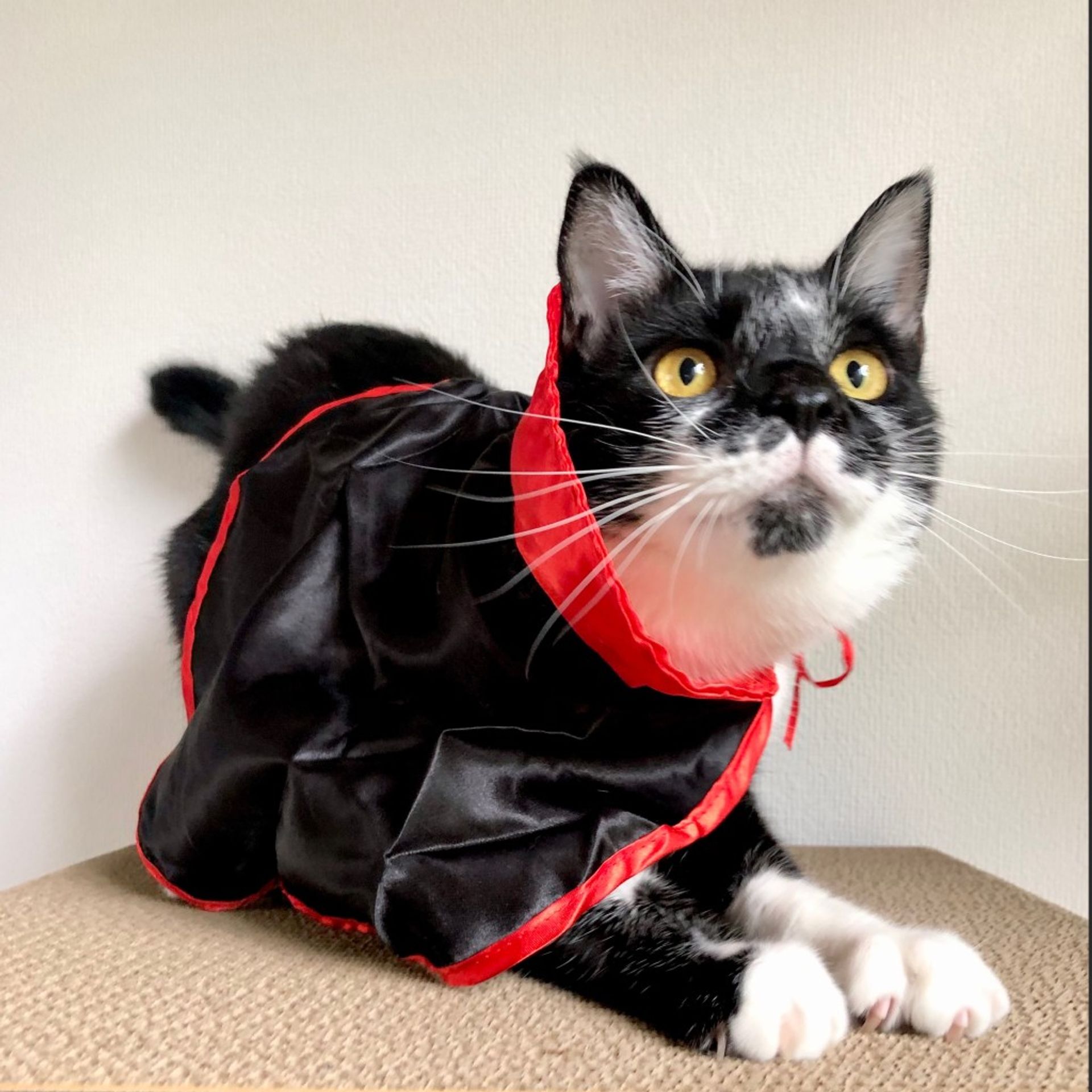 雑種（ミックス猫）・オスの里親募集の写真