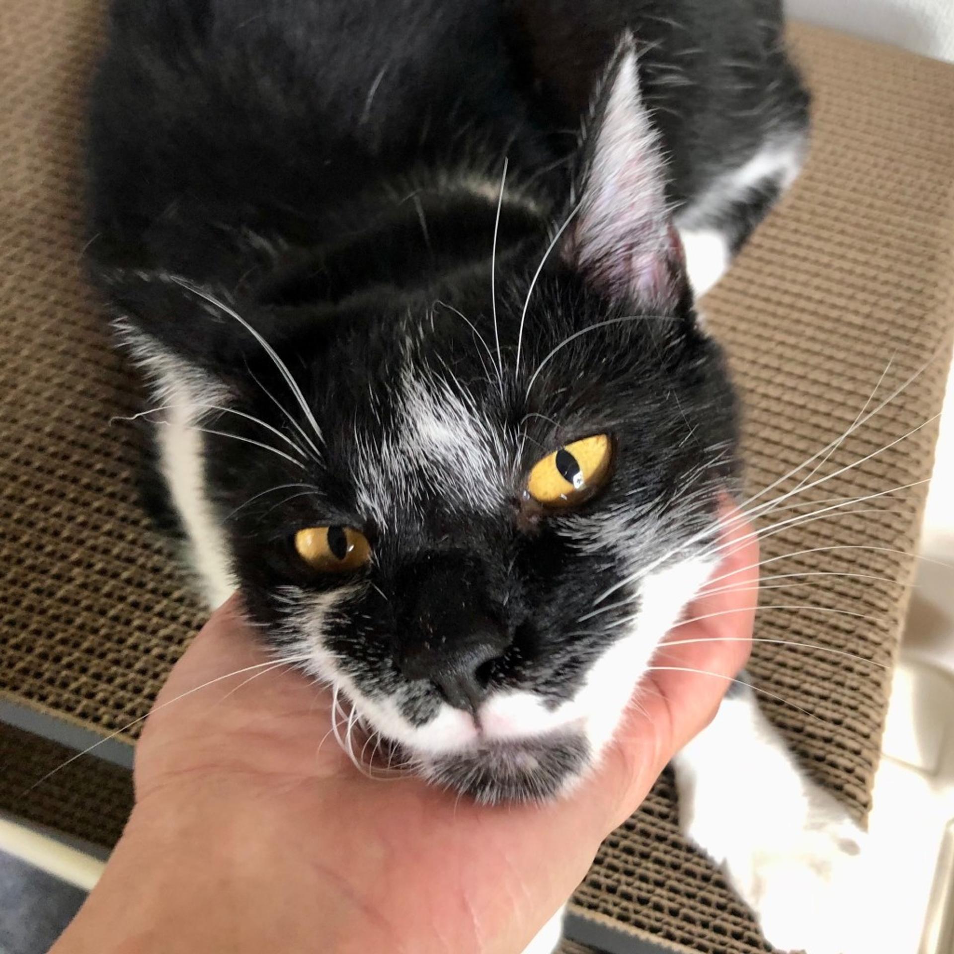 pet-image-8