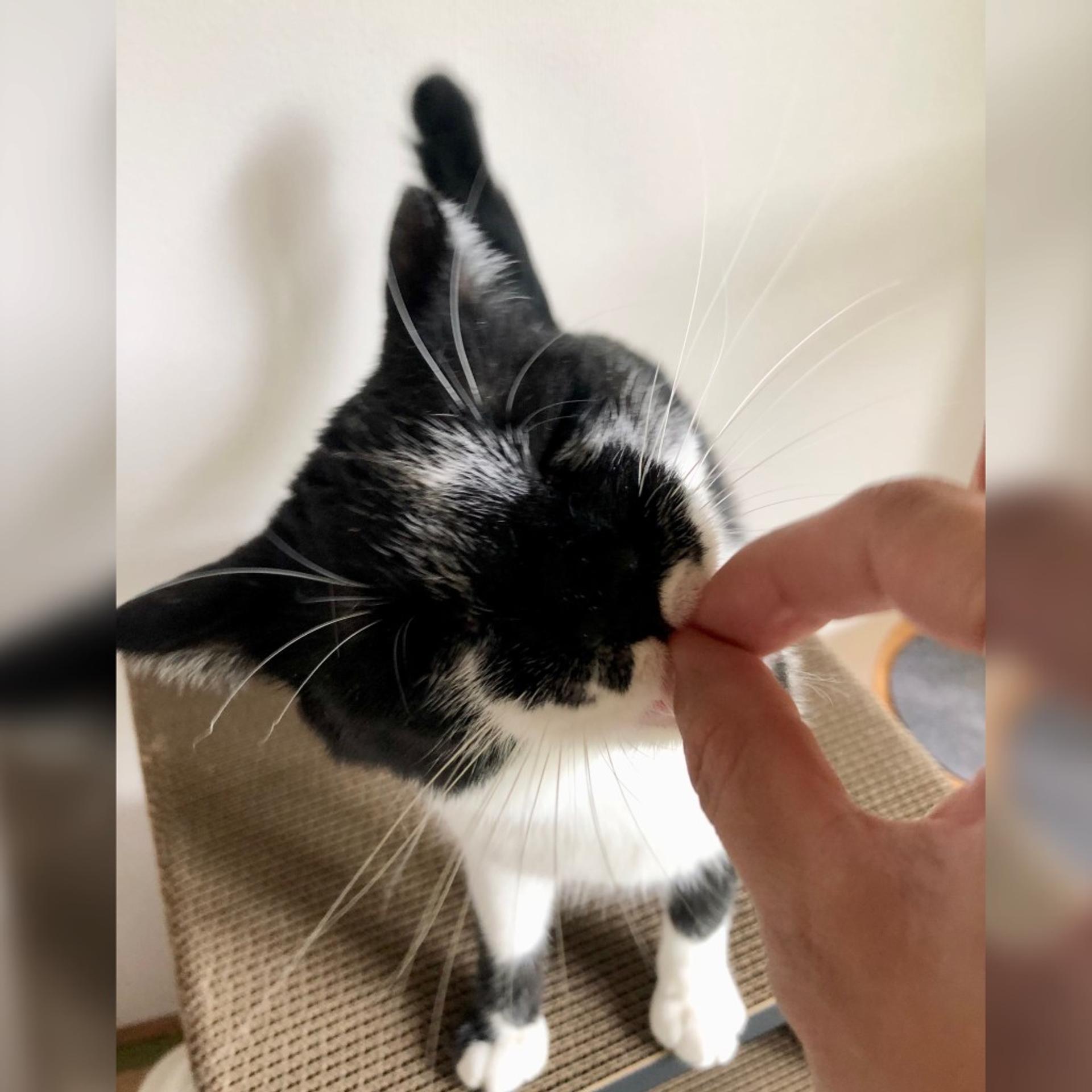 pet-image-5