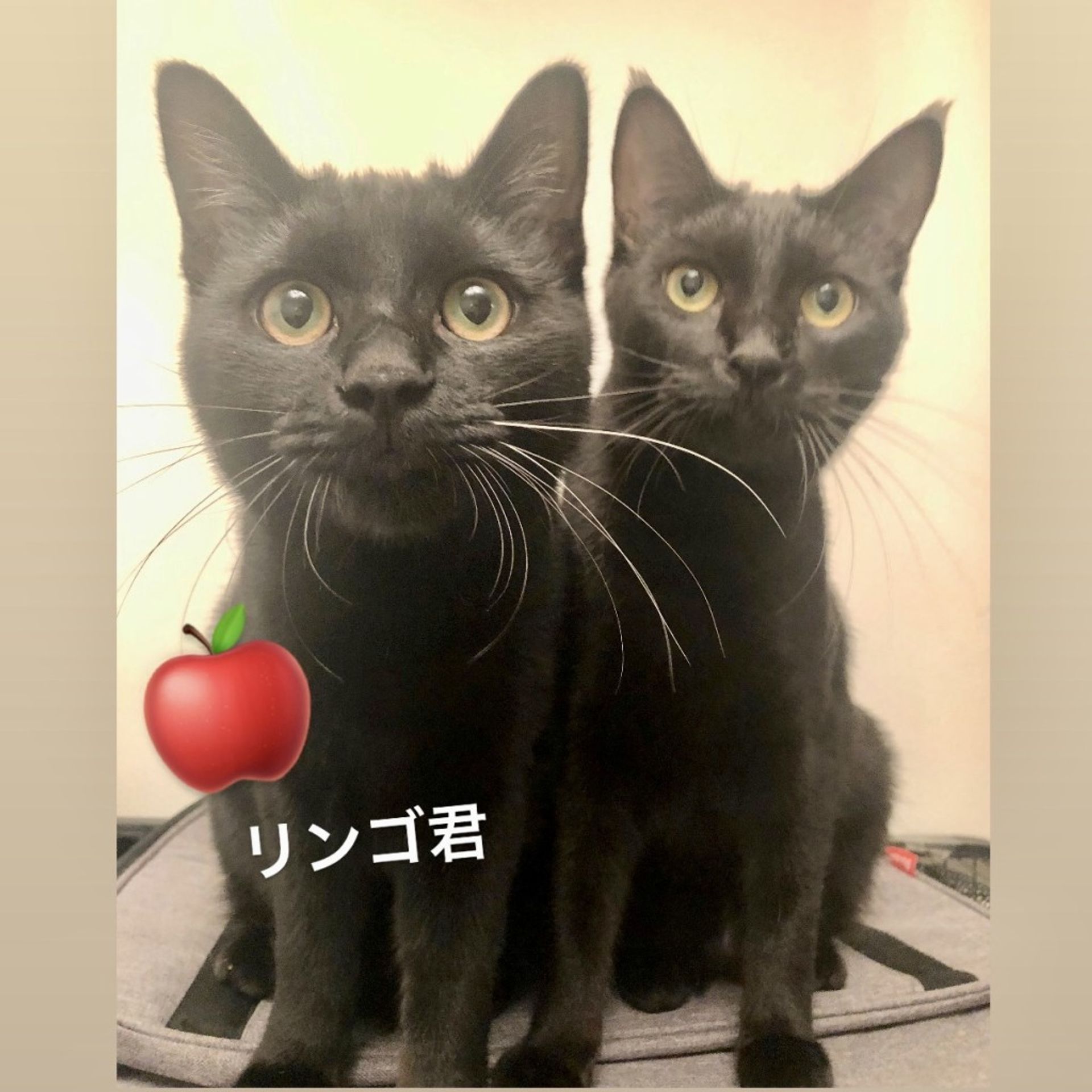 雑種（ミックス猫）・オスの里親募集の写真