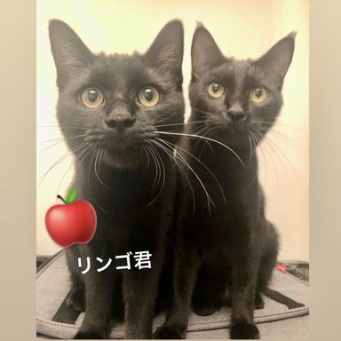 デカ猫！まるで犬？付き纏い甘えん坊なリンゴ君