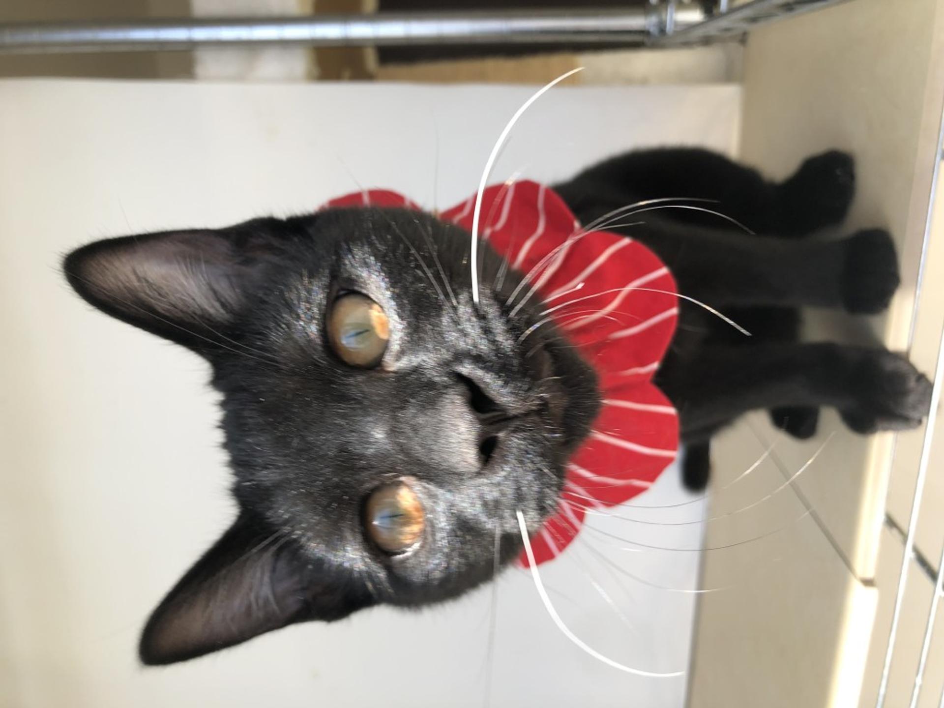 pet-image-3