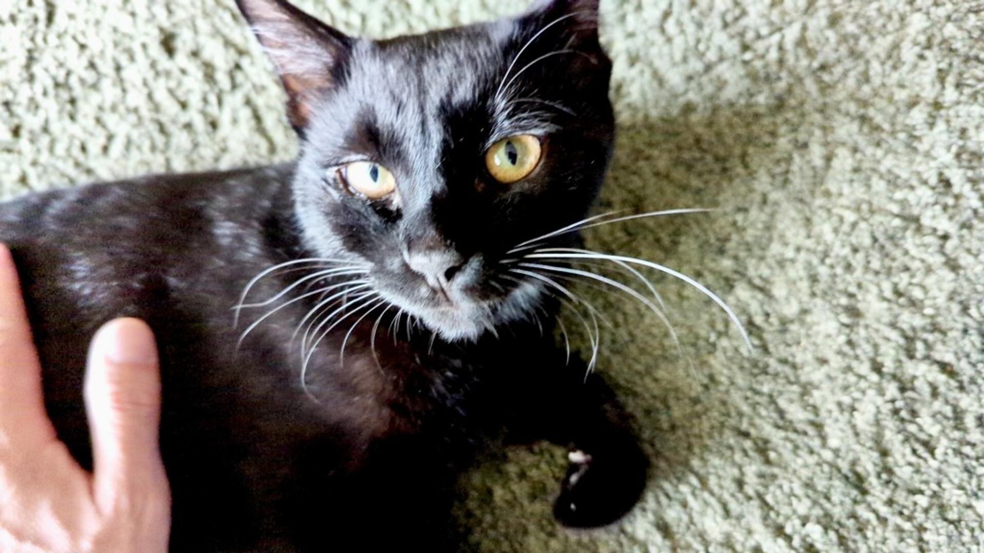 pet-image-9
