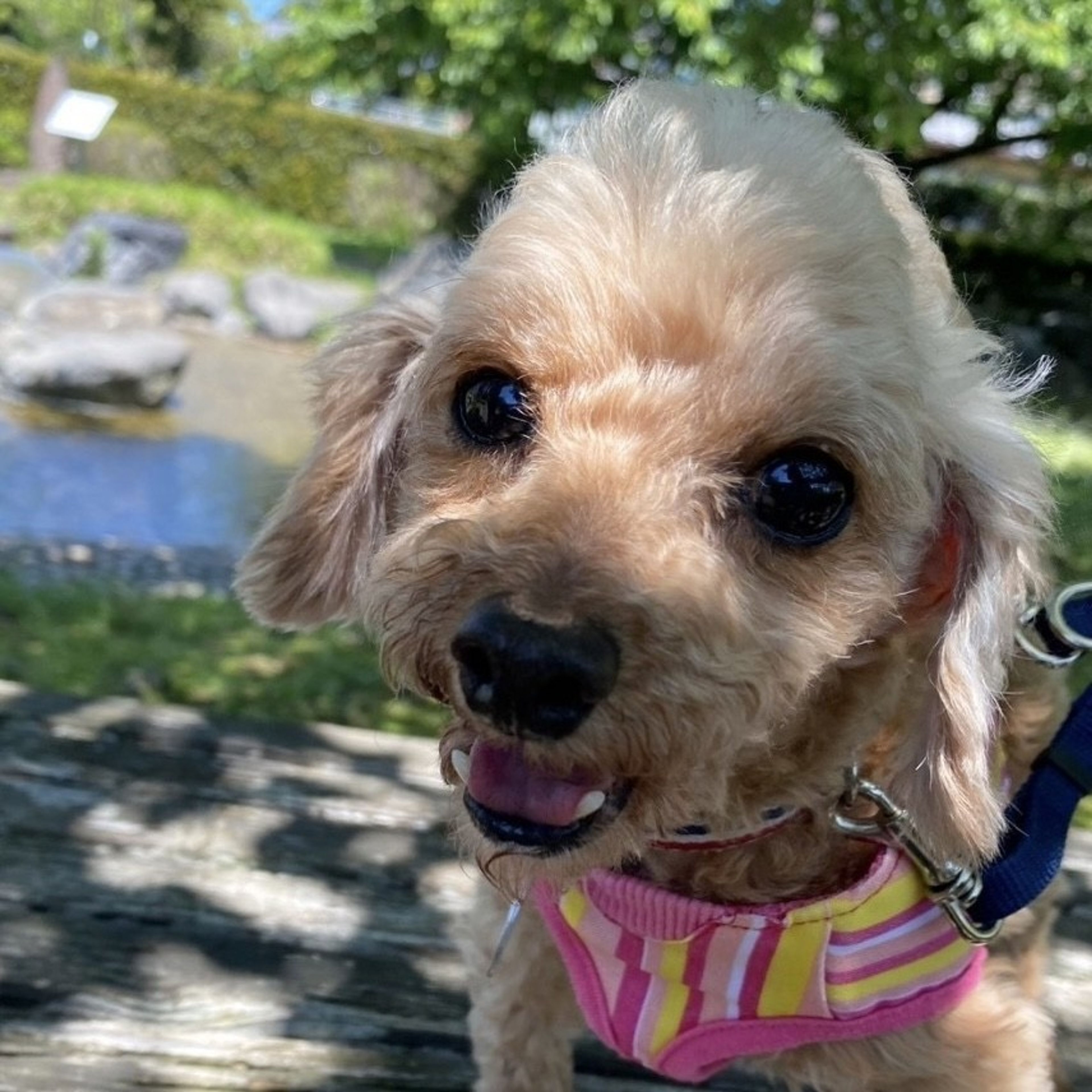 pet-image-5