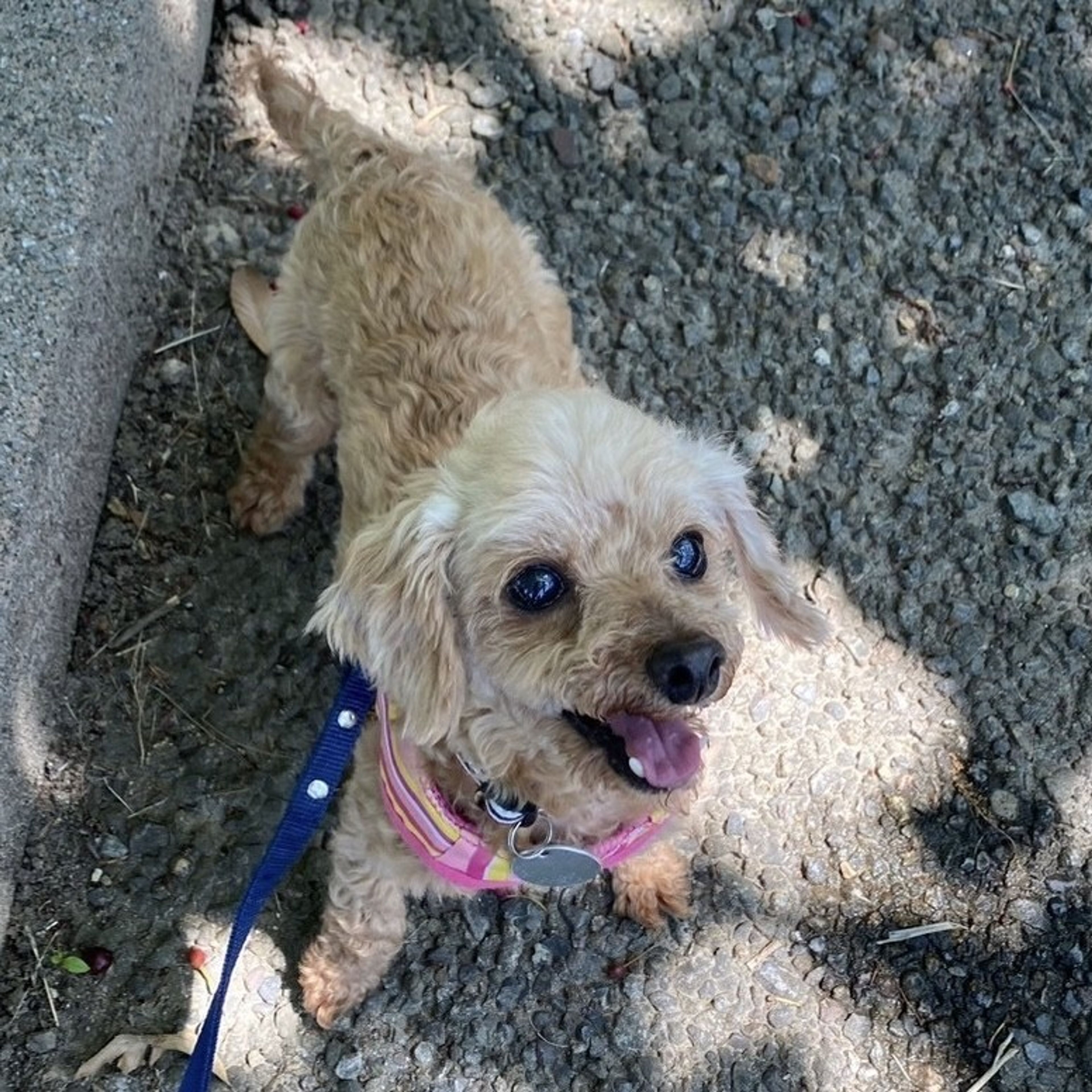 pet-image-6