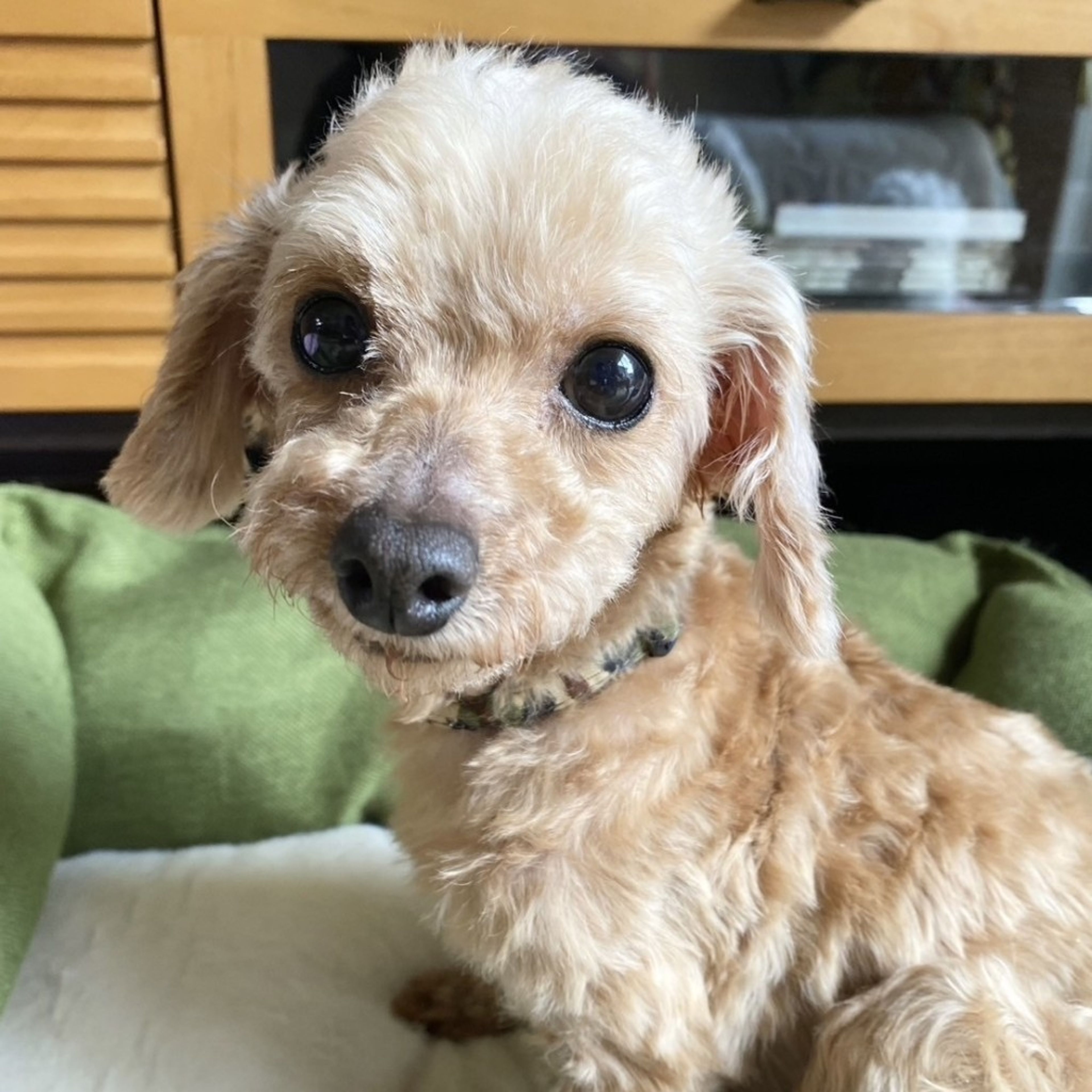 pet-image-3