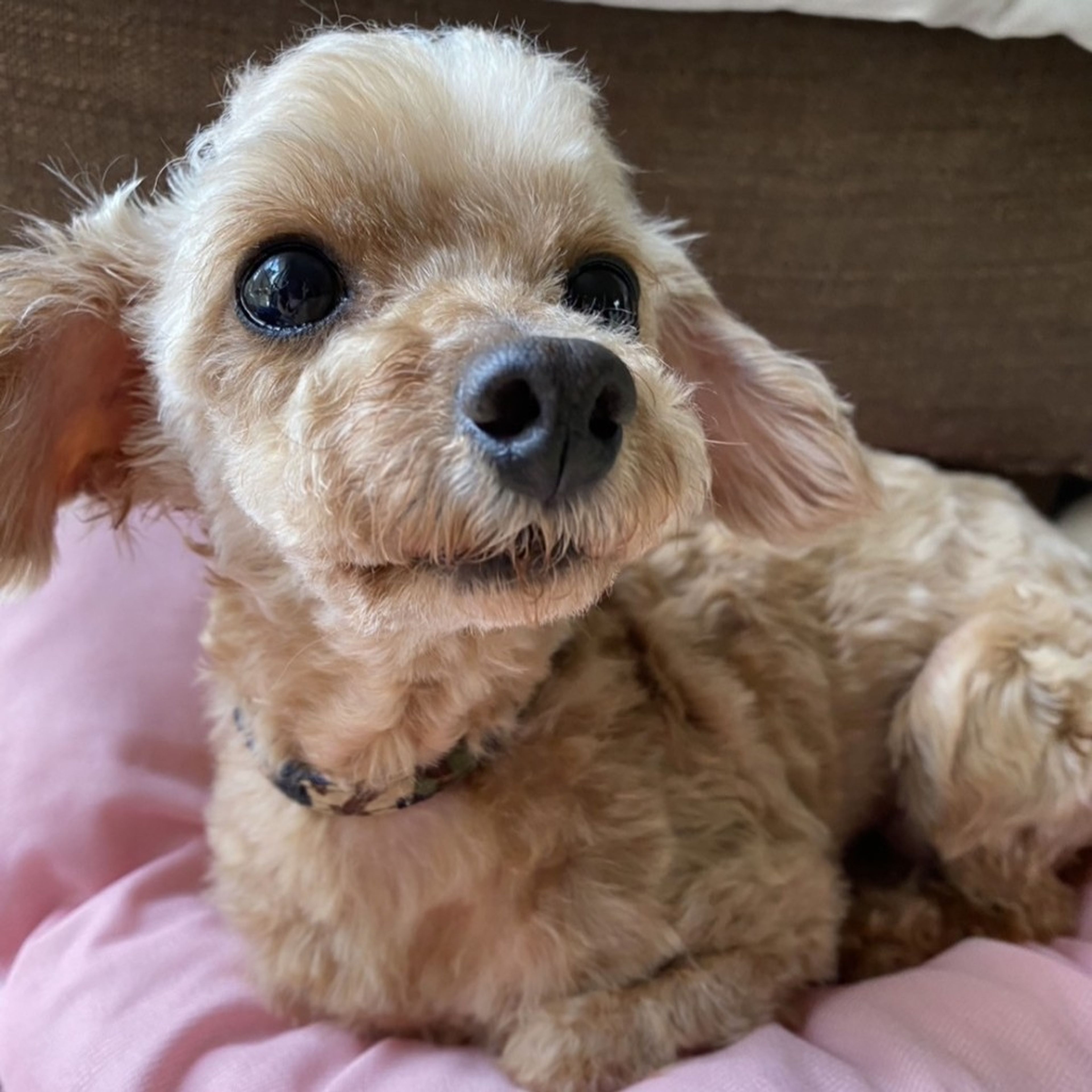 pet-image-4