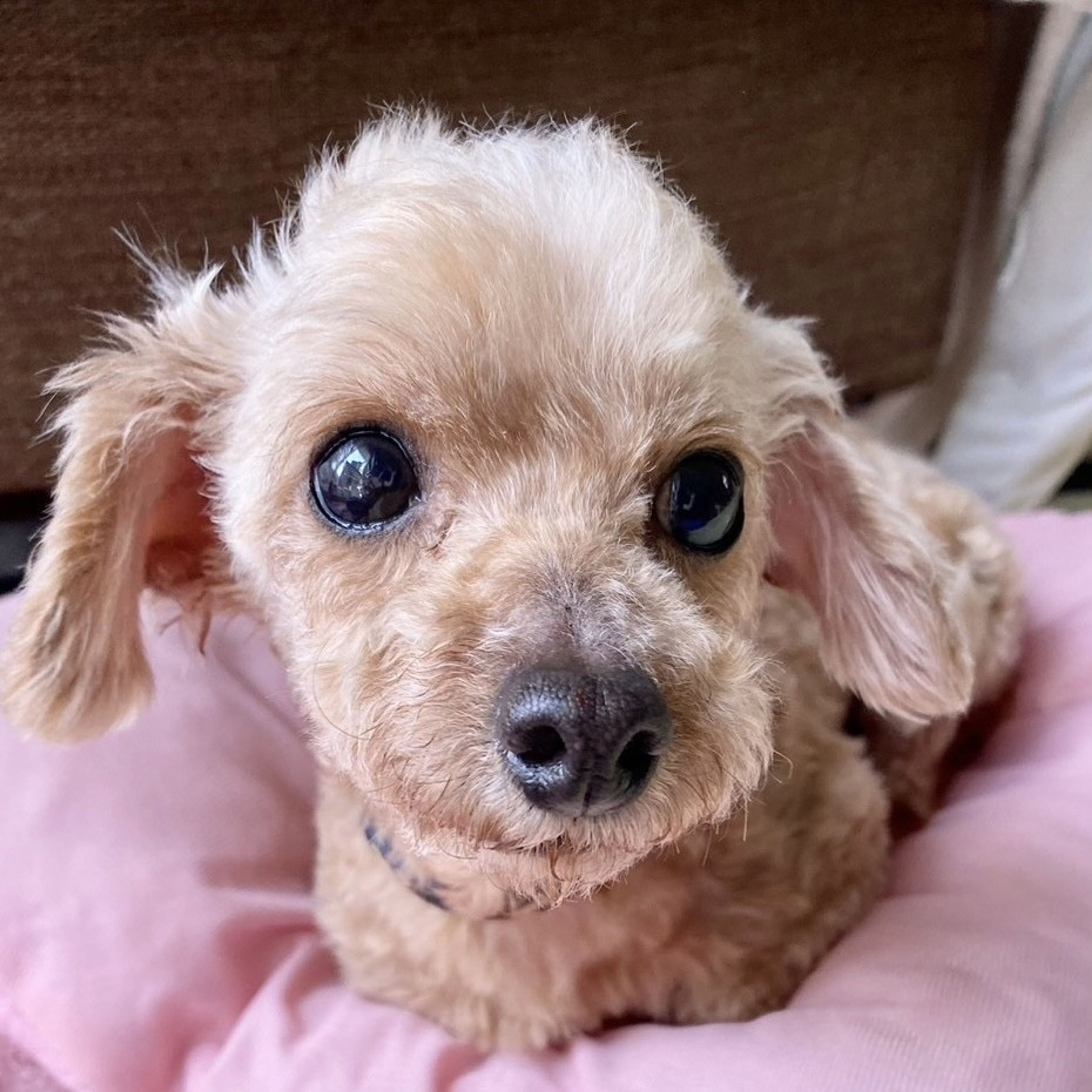 pet-image-2