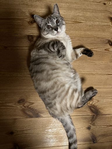 ブランちゃん
