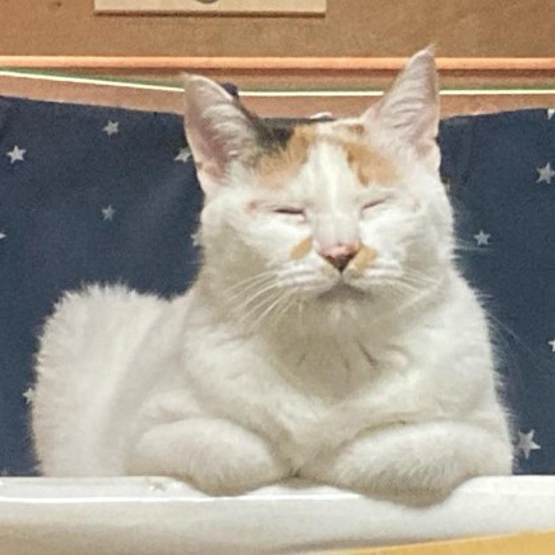 pet-image-4