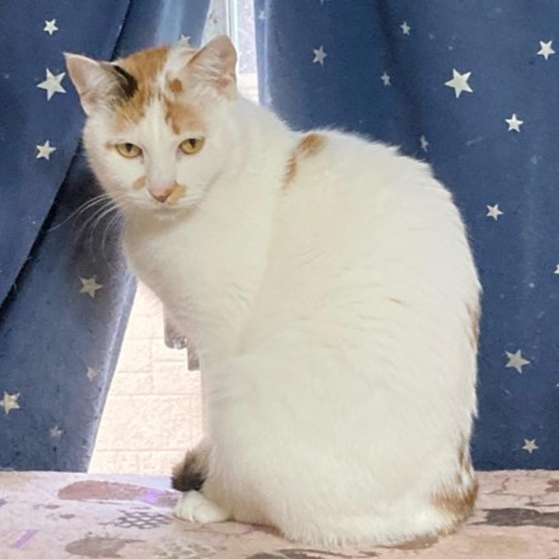 pet-image-2