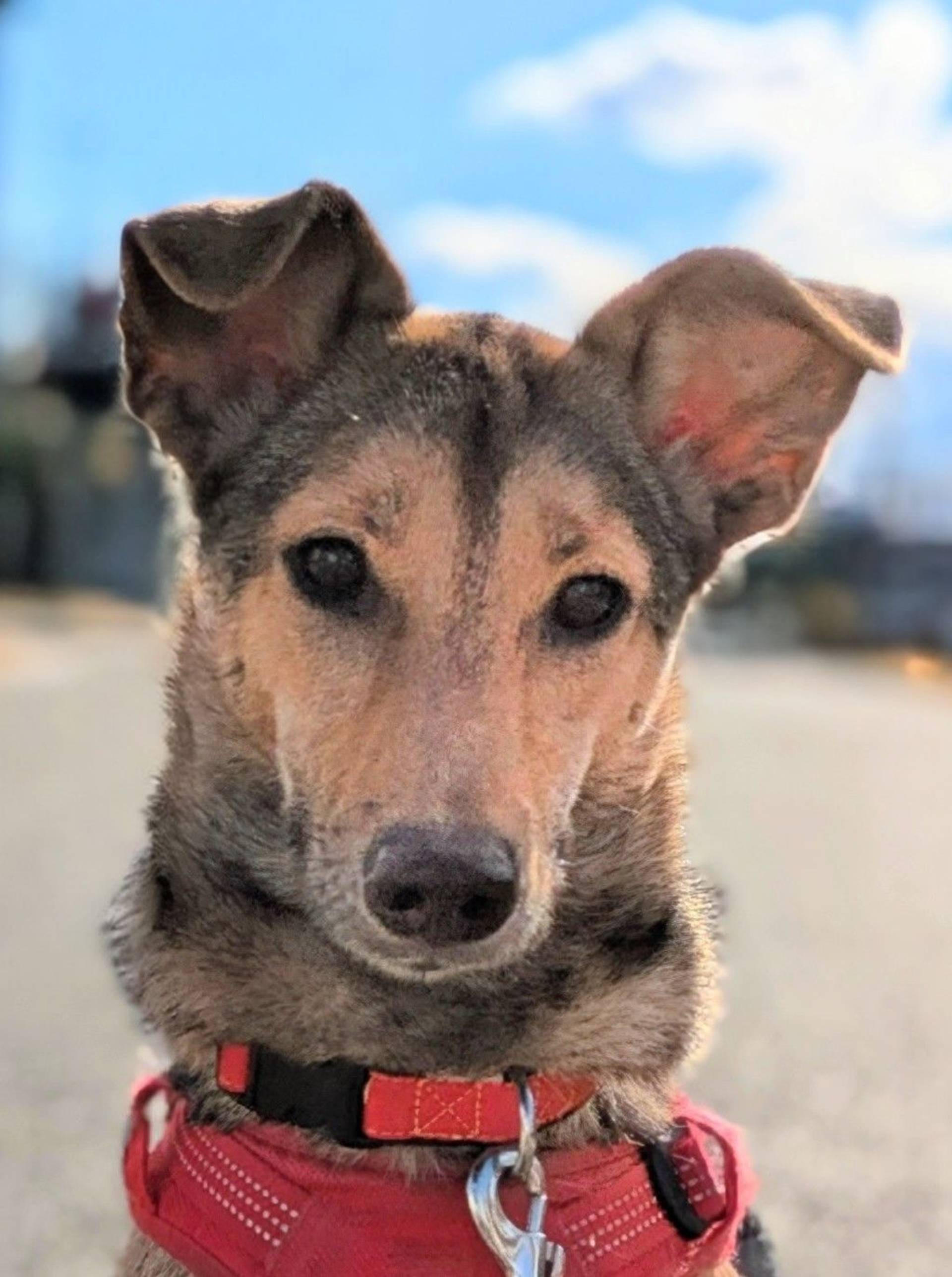 雑種（ミックス犬）・メスの里親募集の写真