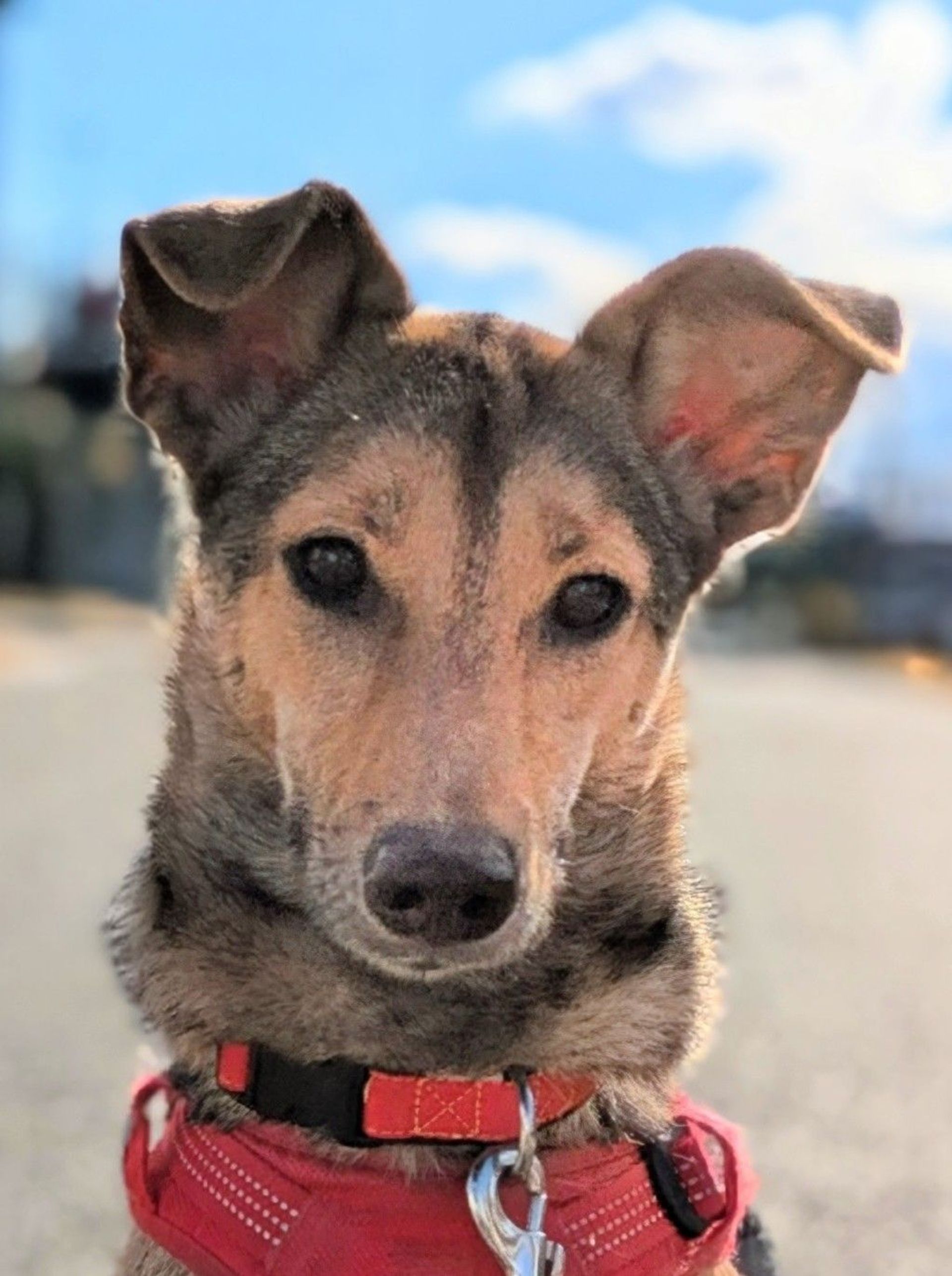 雑種（ミックス犬）・メスの里親募集の写真