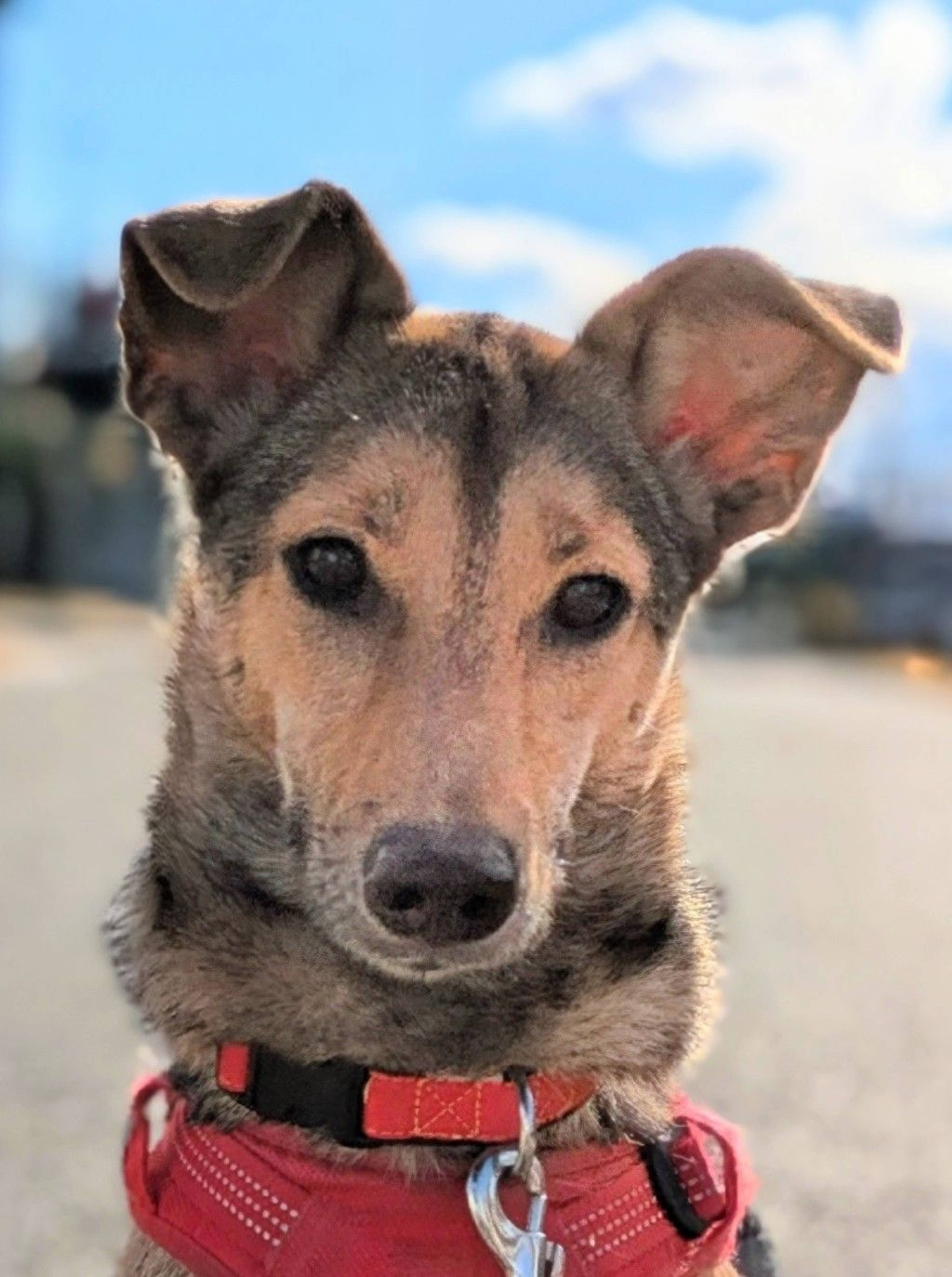 雑種（ミックス犬）・メスの里親募集の写真