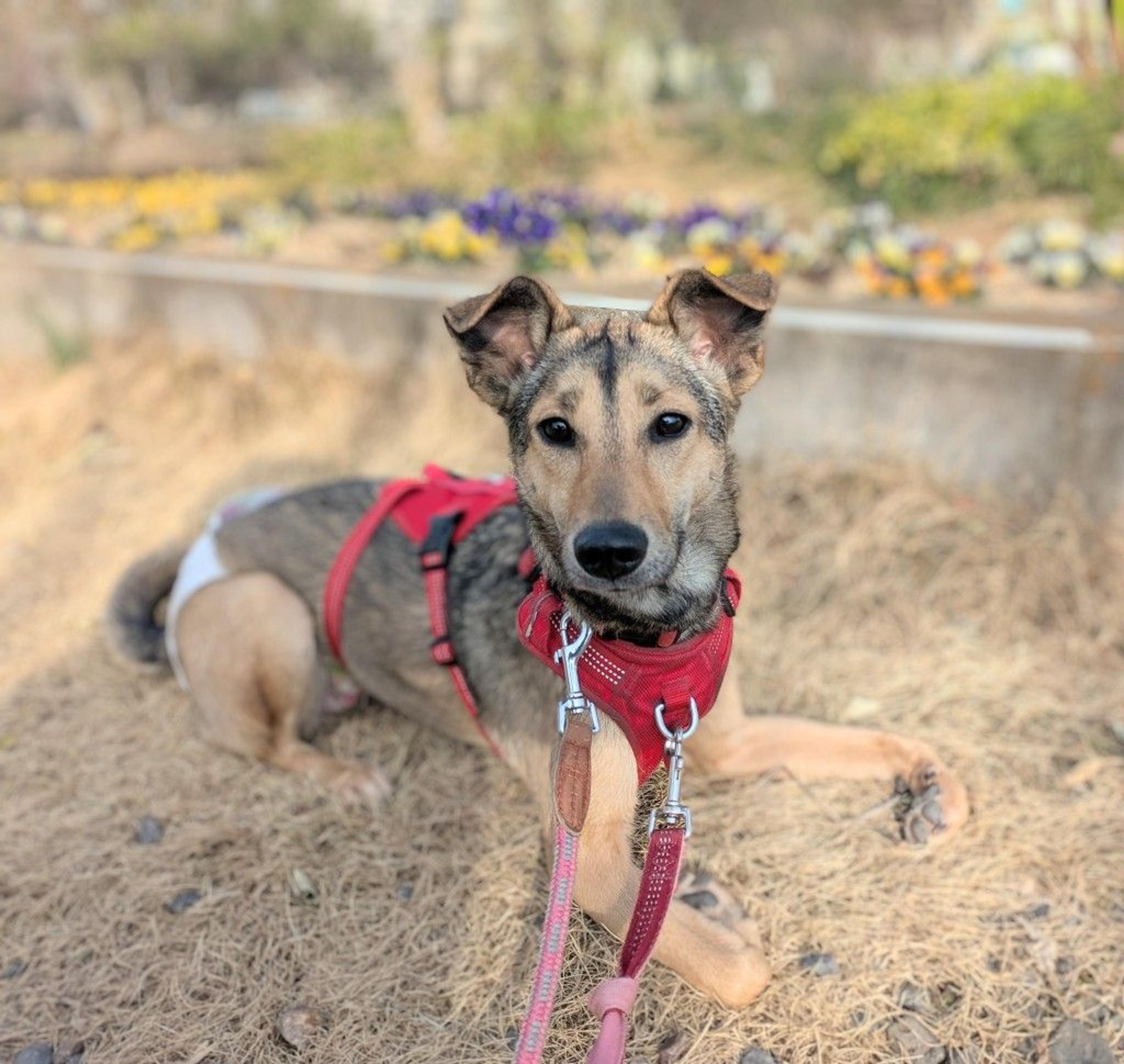 pet-image-4