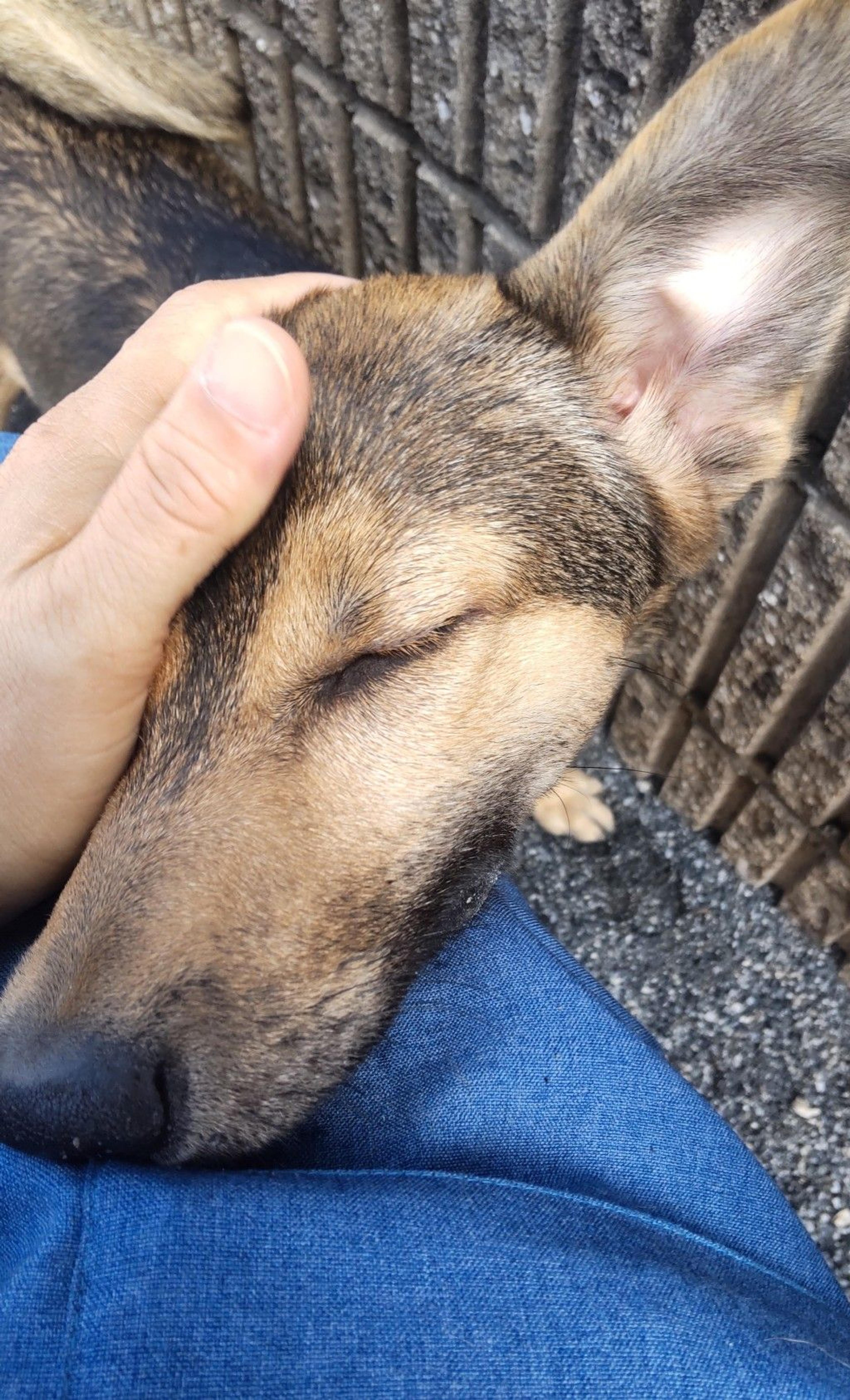 pet-image-6