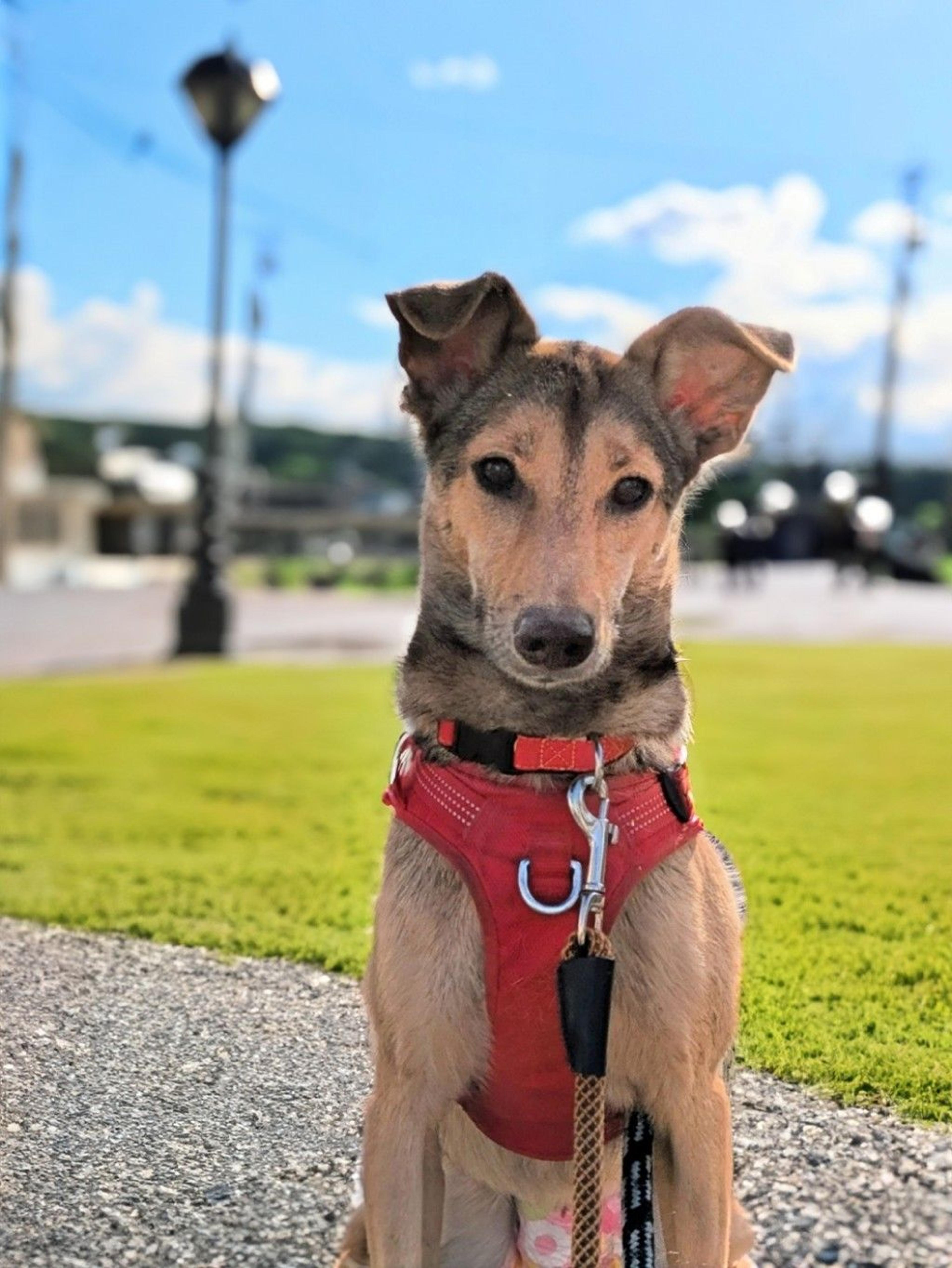 pet-image-8