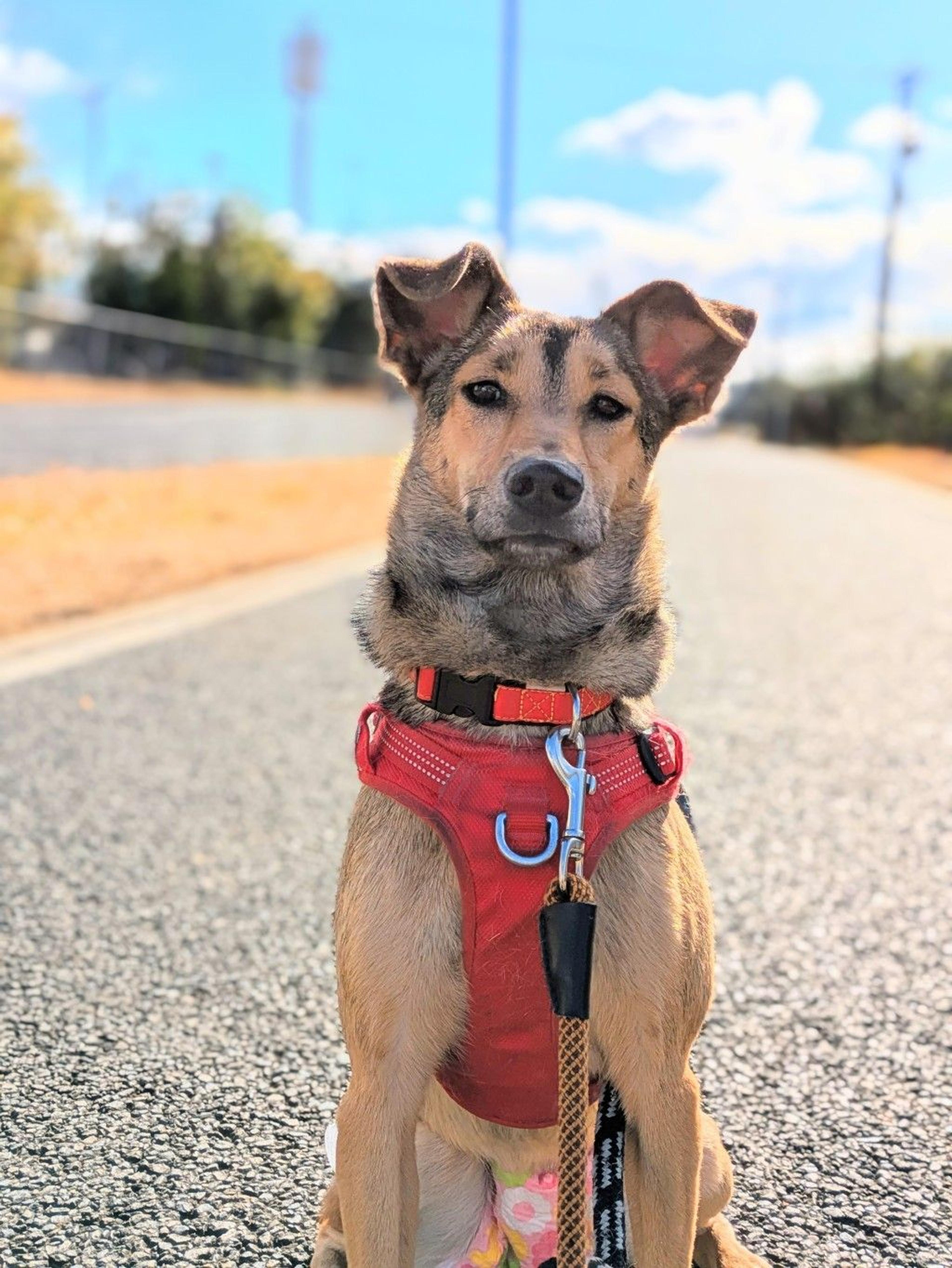 pet-image-5