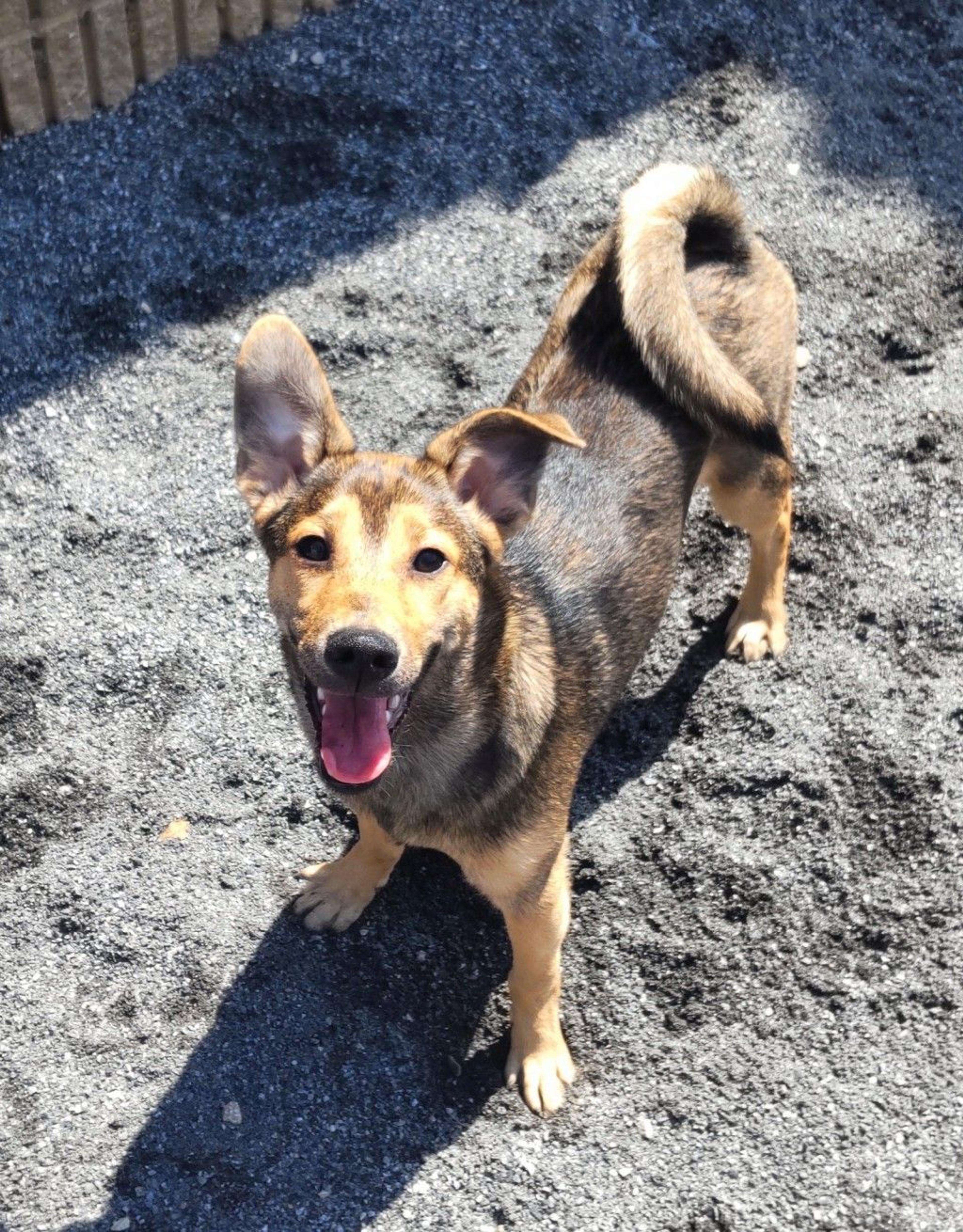 pet-image-9