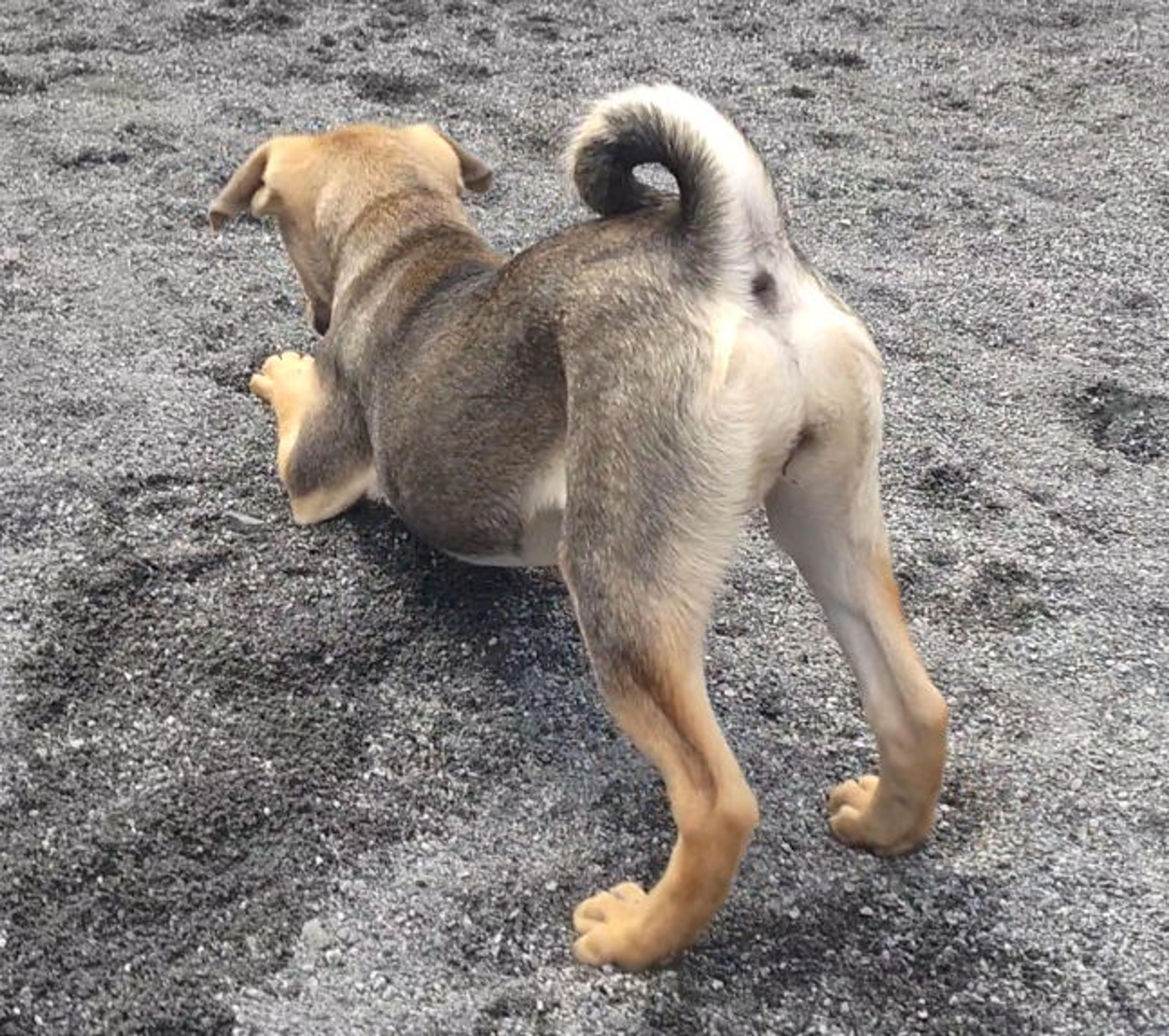 pet-image-3