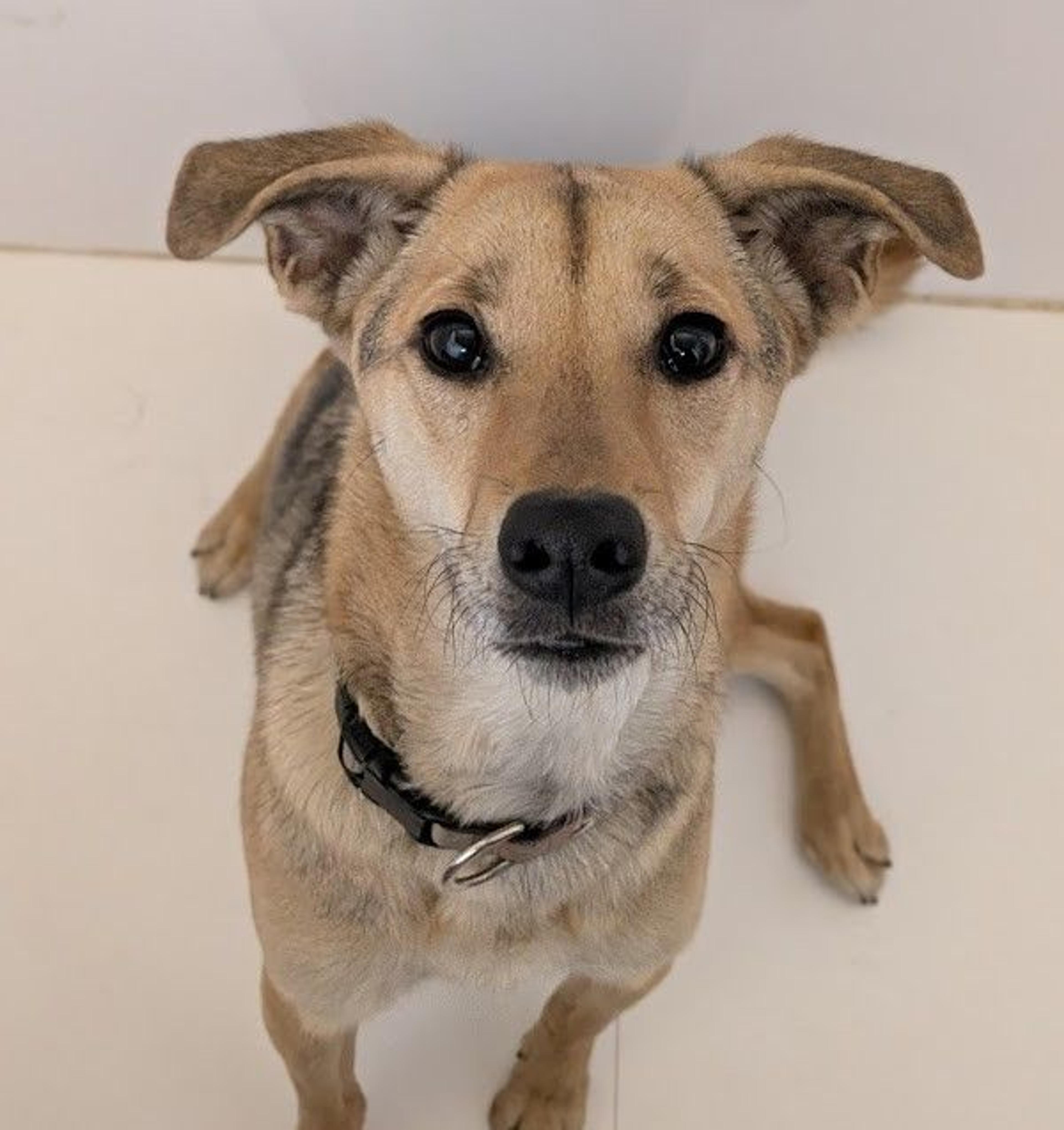 pet-image-9