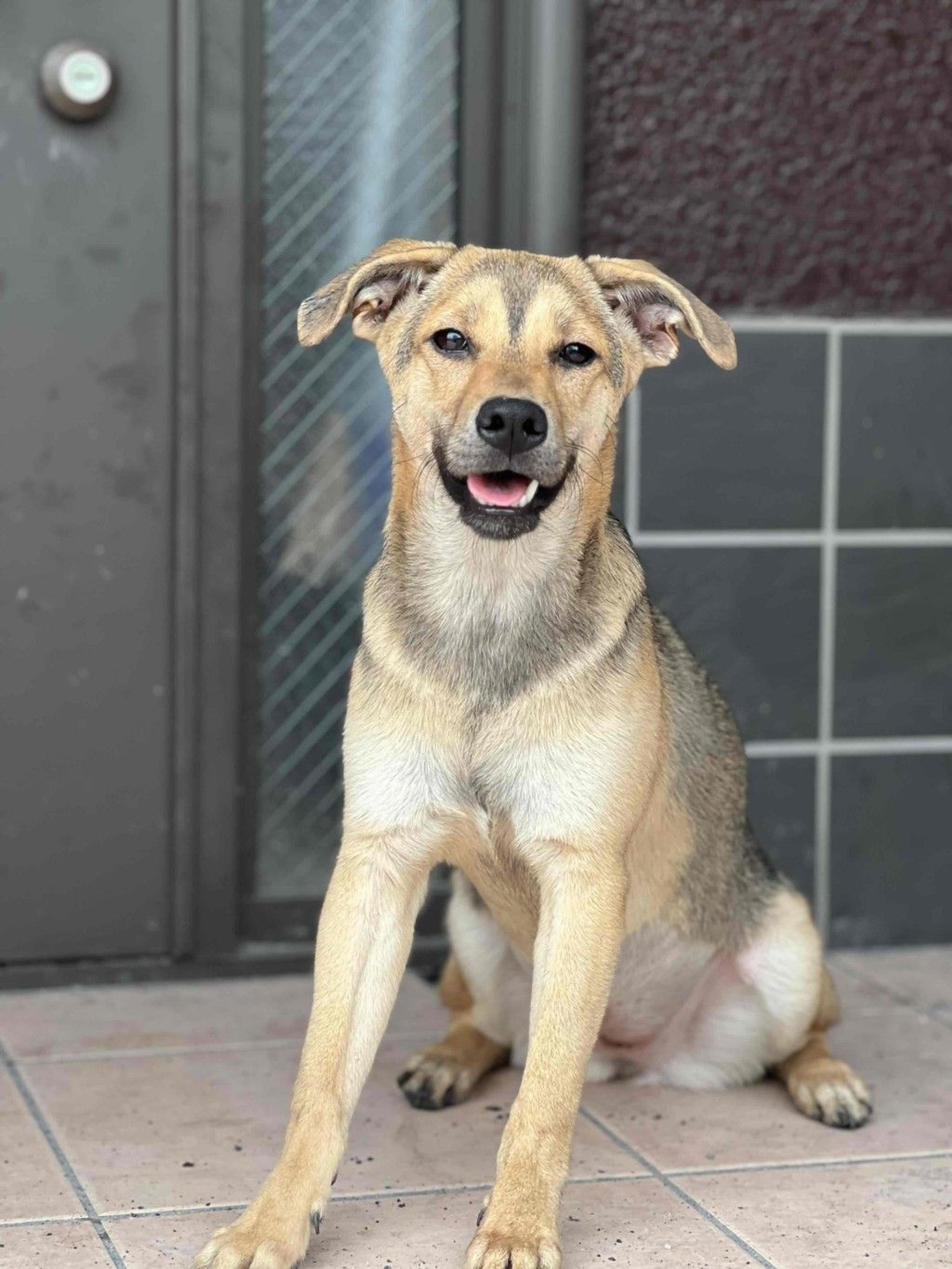 pet-image-8
