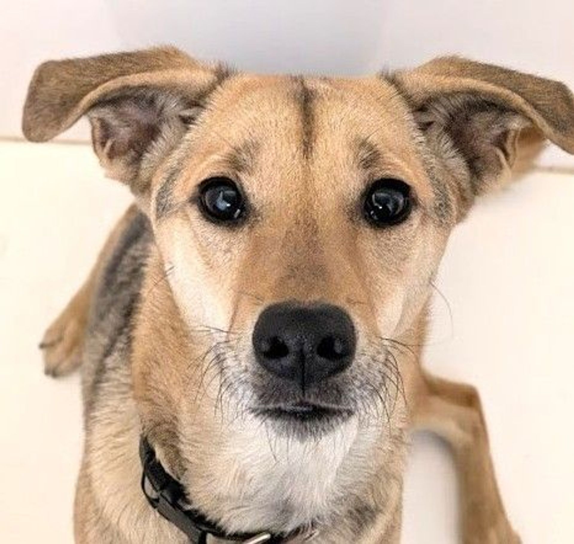 雑種（ミックス犬）・メスの里親募集の写真