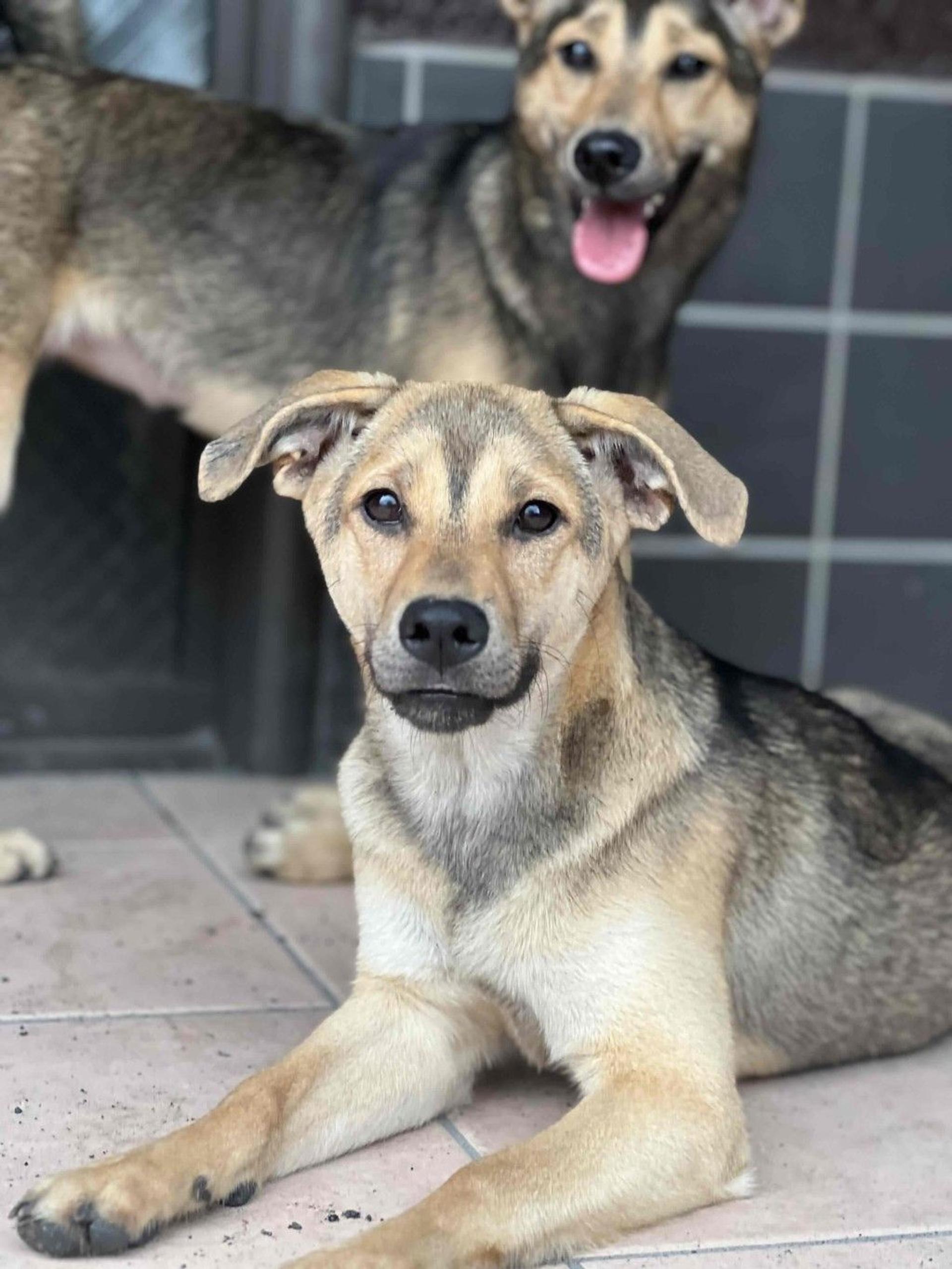 pet-image-2