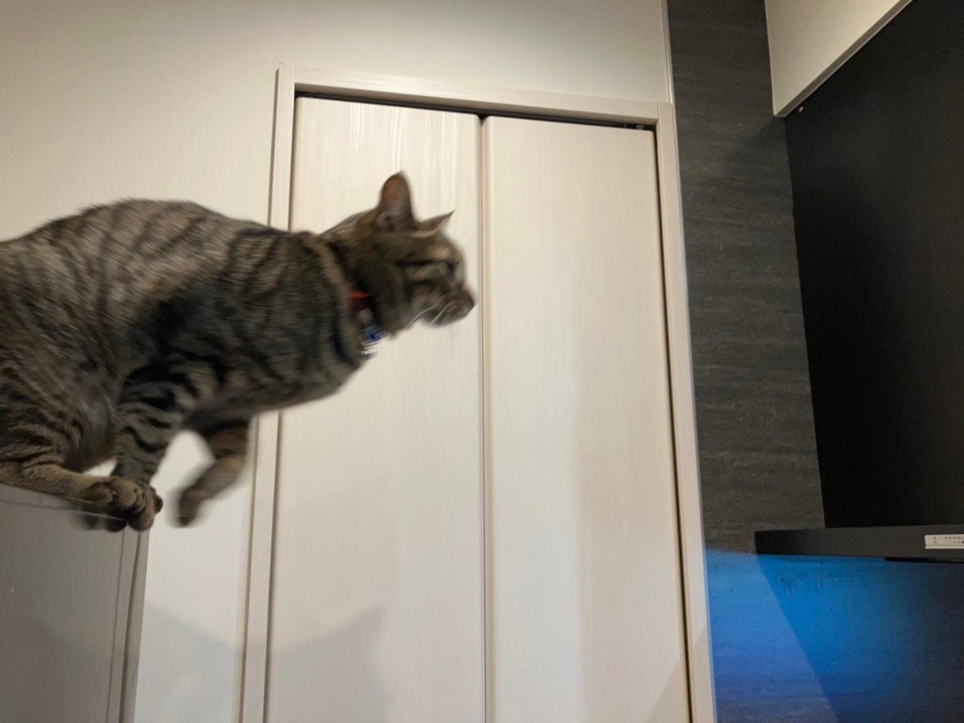 pet-image-5