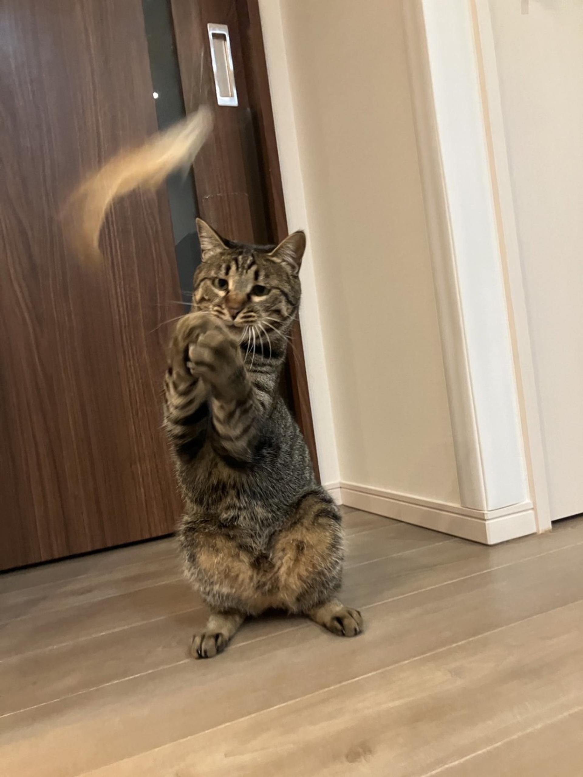 pet-image-7