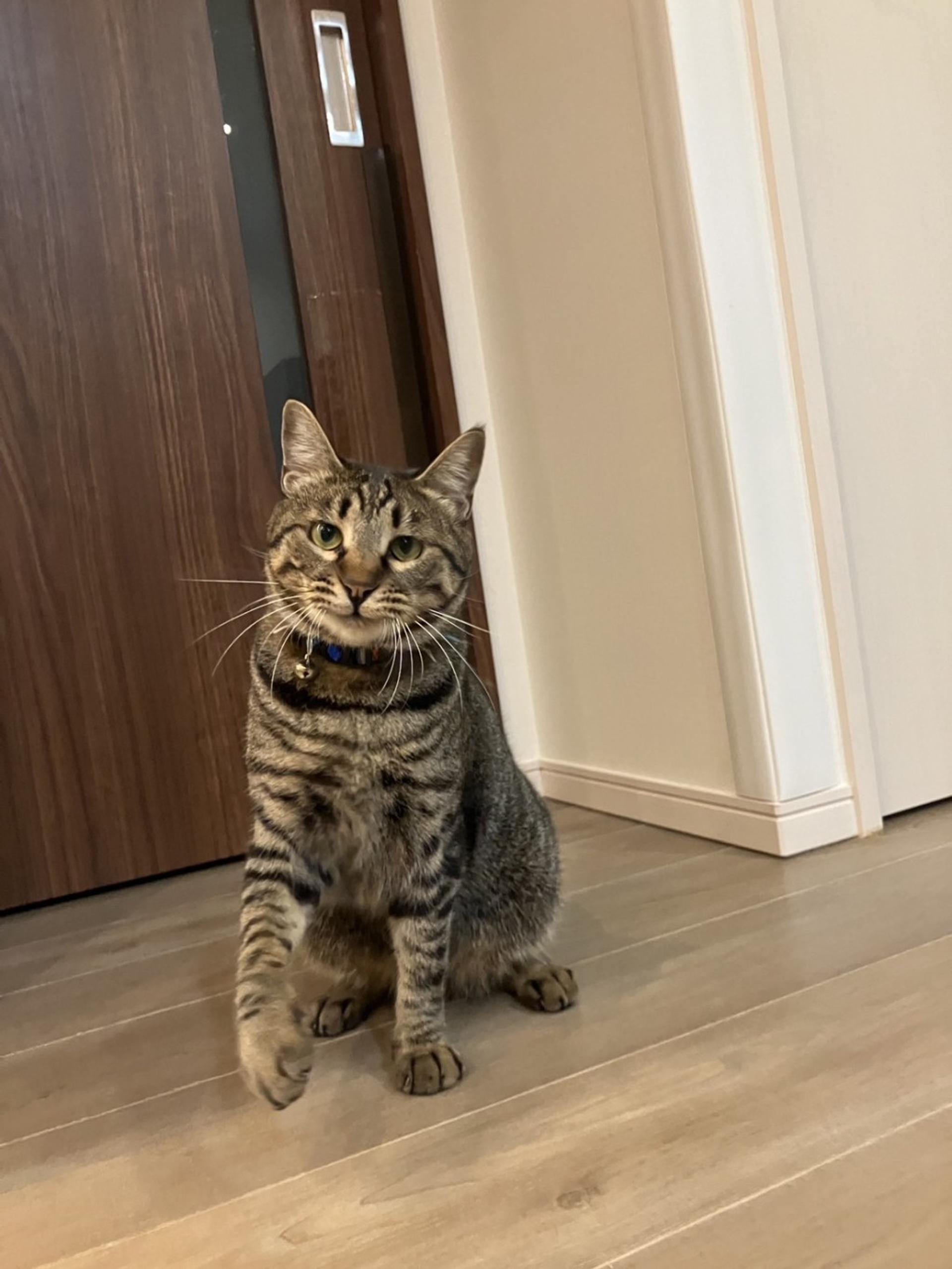 pet-image-8