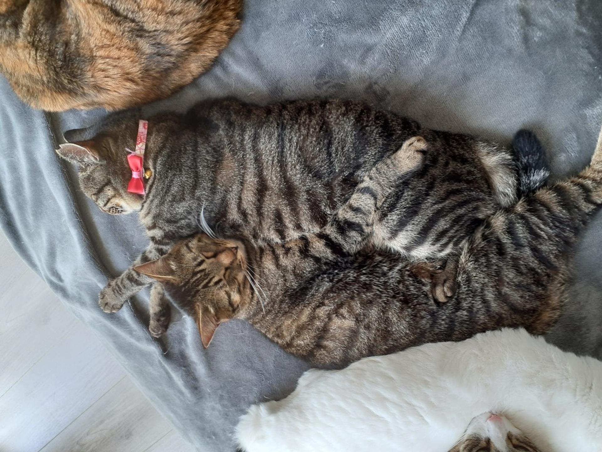 pet-image-4