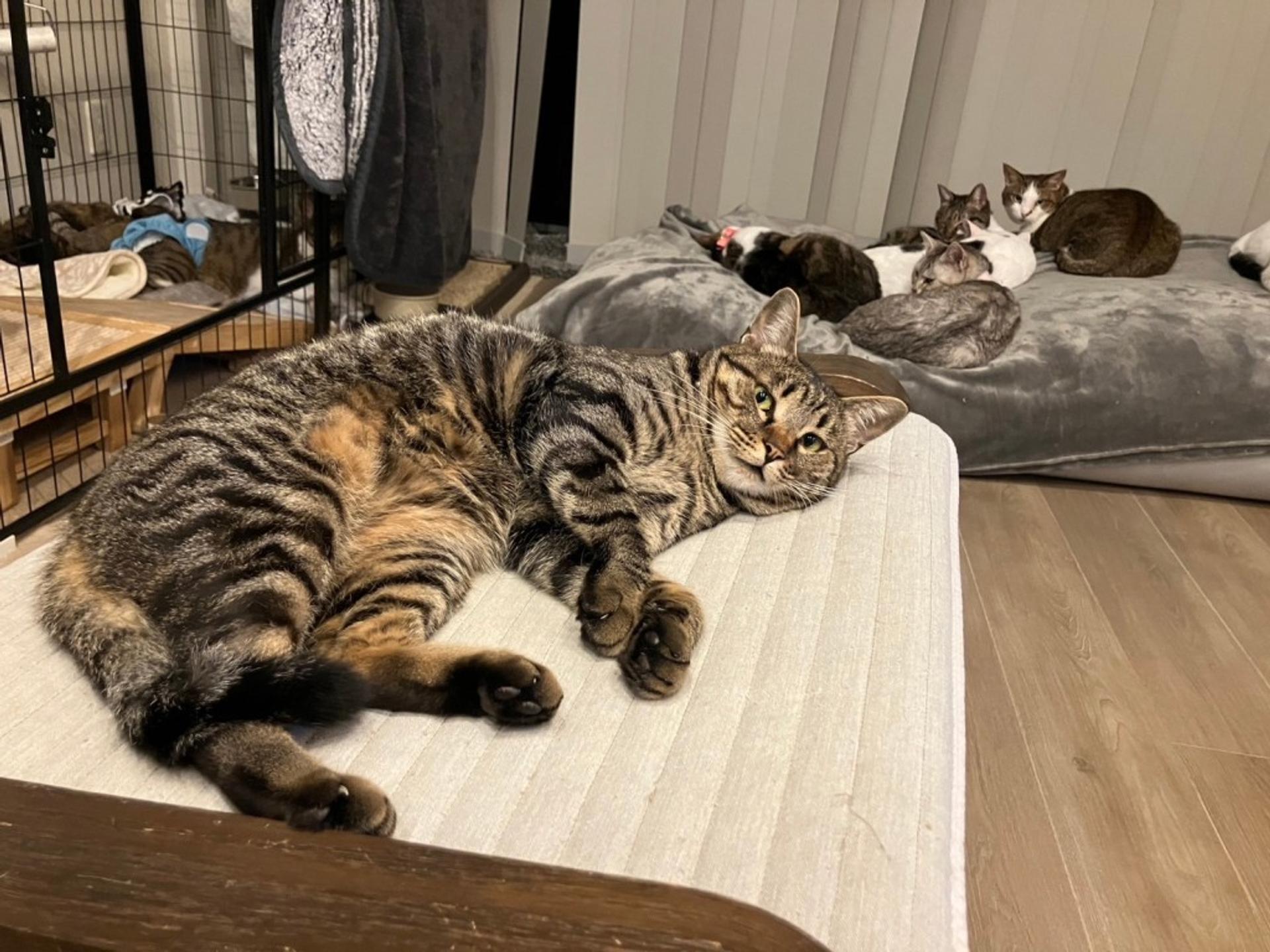 pet-image-3
