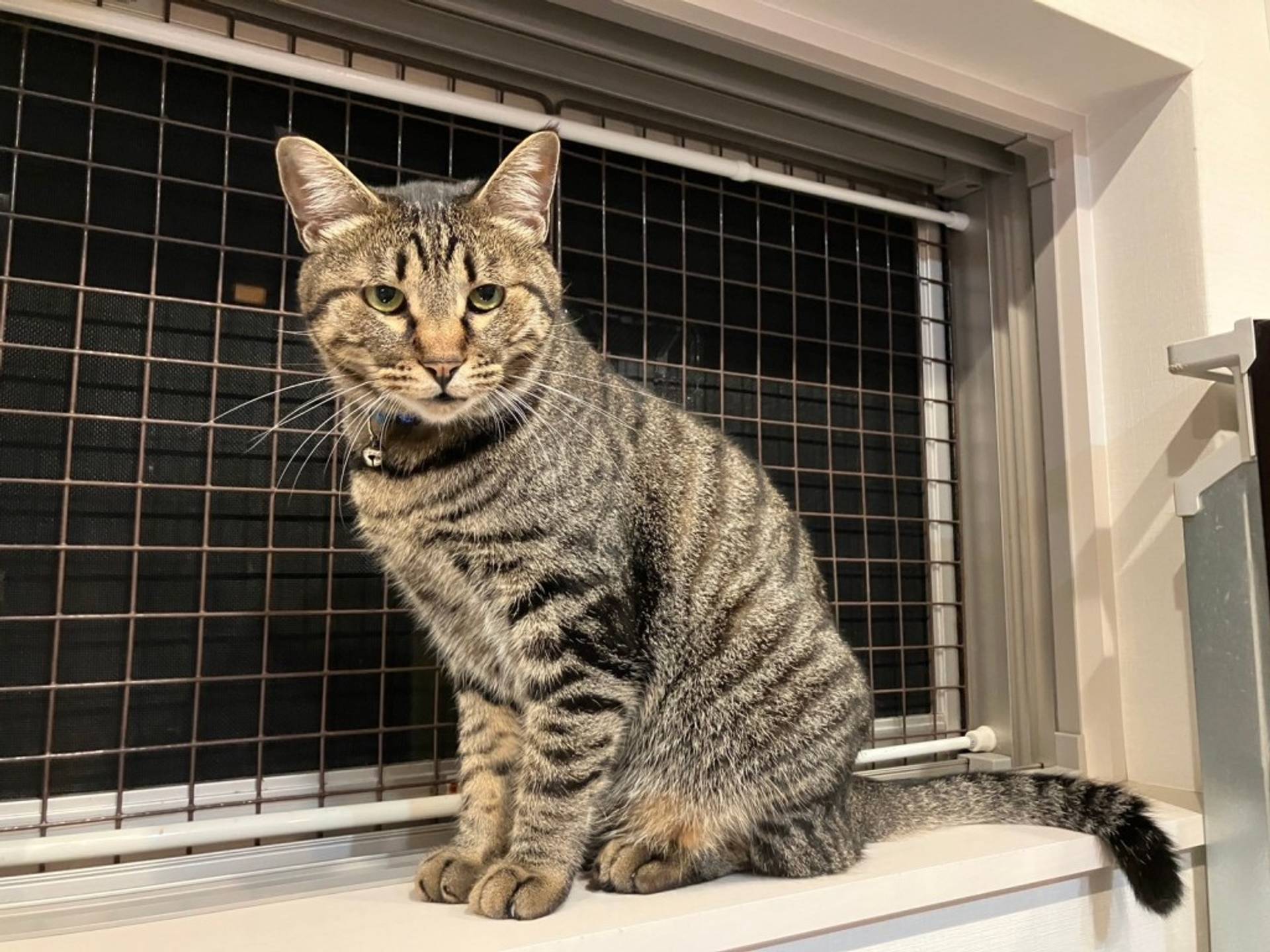 雑種（ミックス猫）・オスの里親募集の写真
