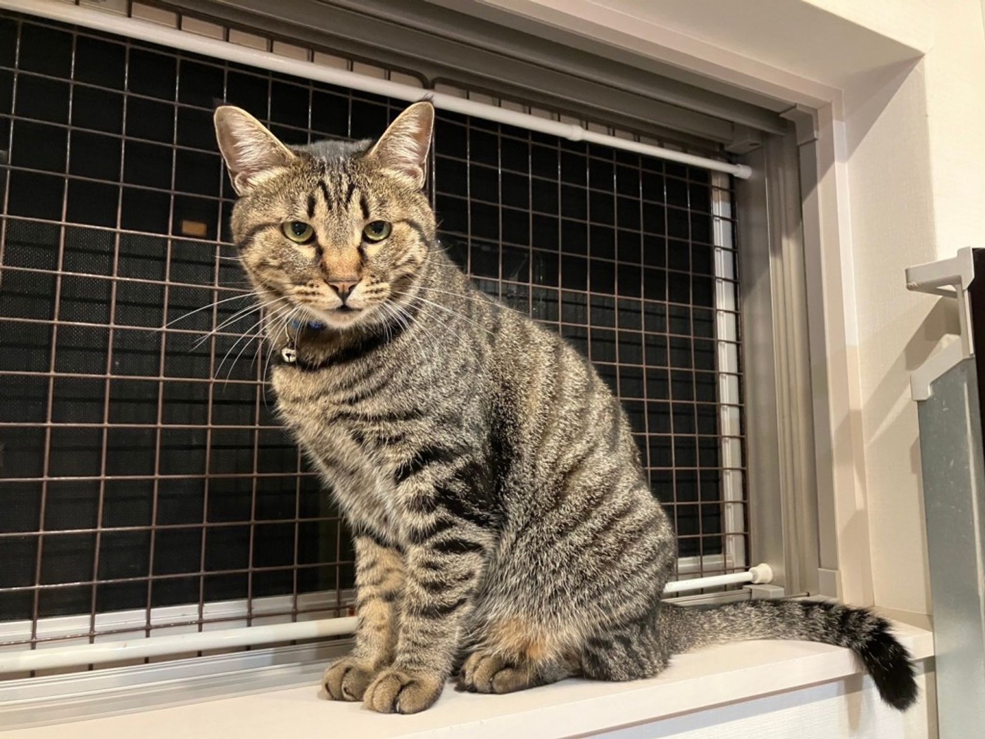 雑種（ミックス猫）・オスの里親募集の写真
