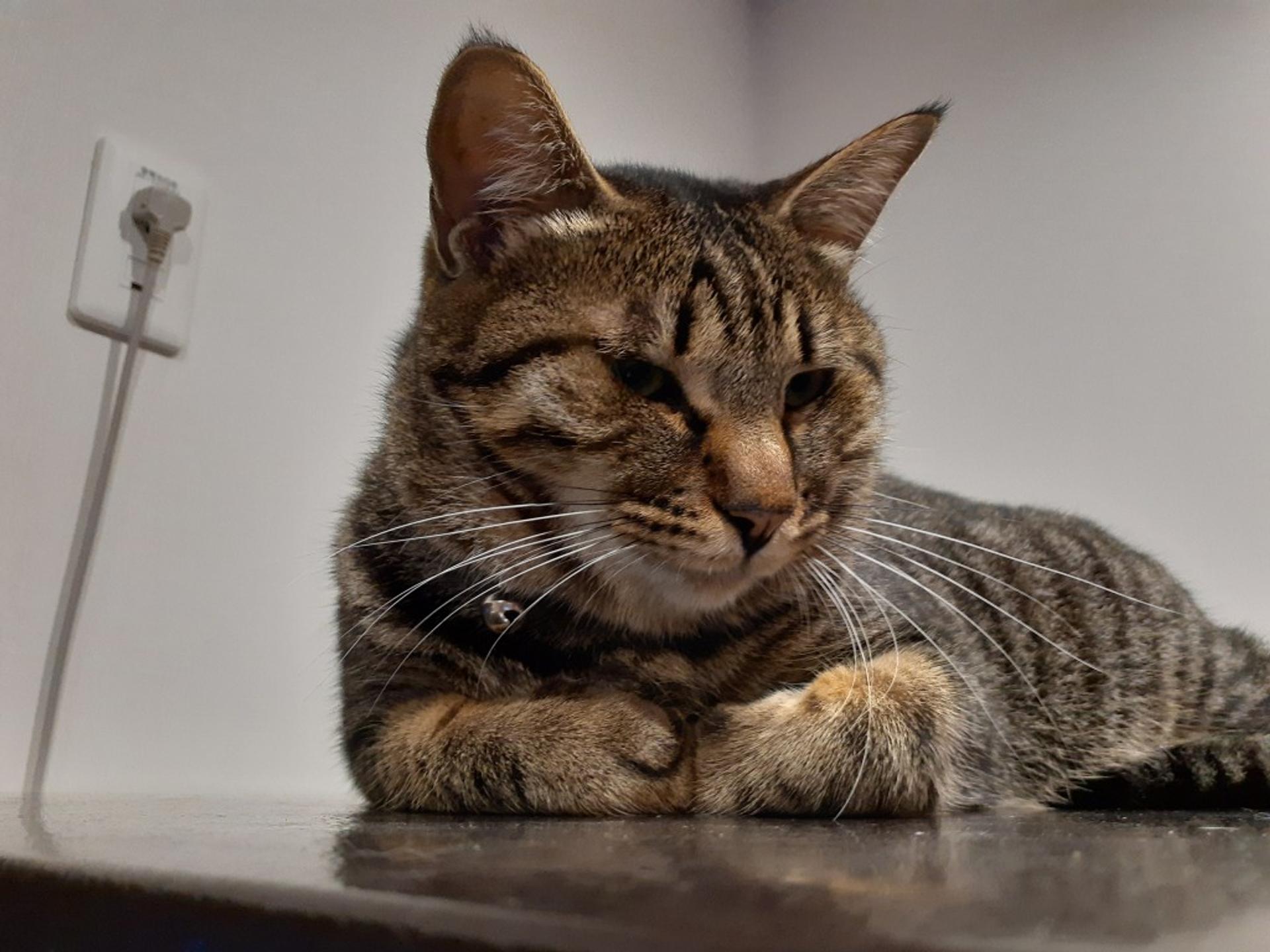 pet-image-2