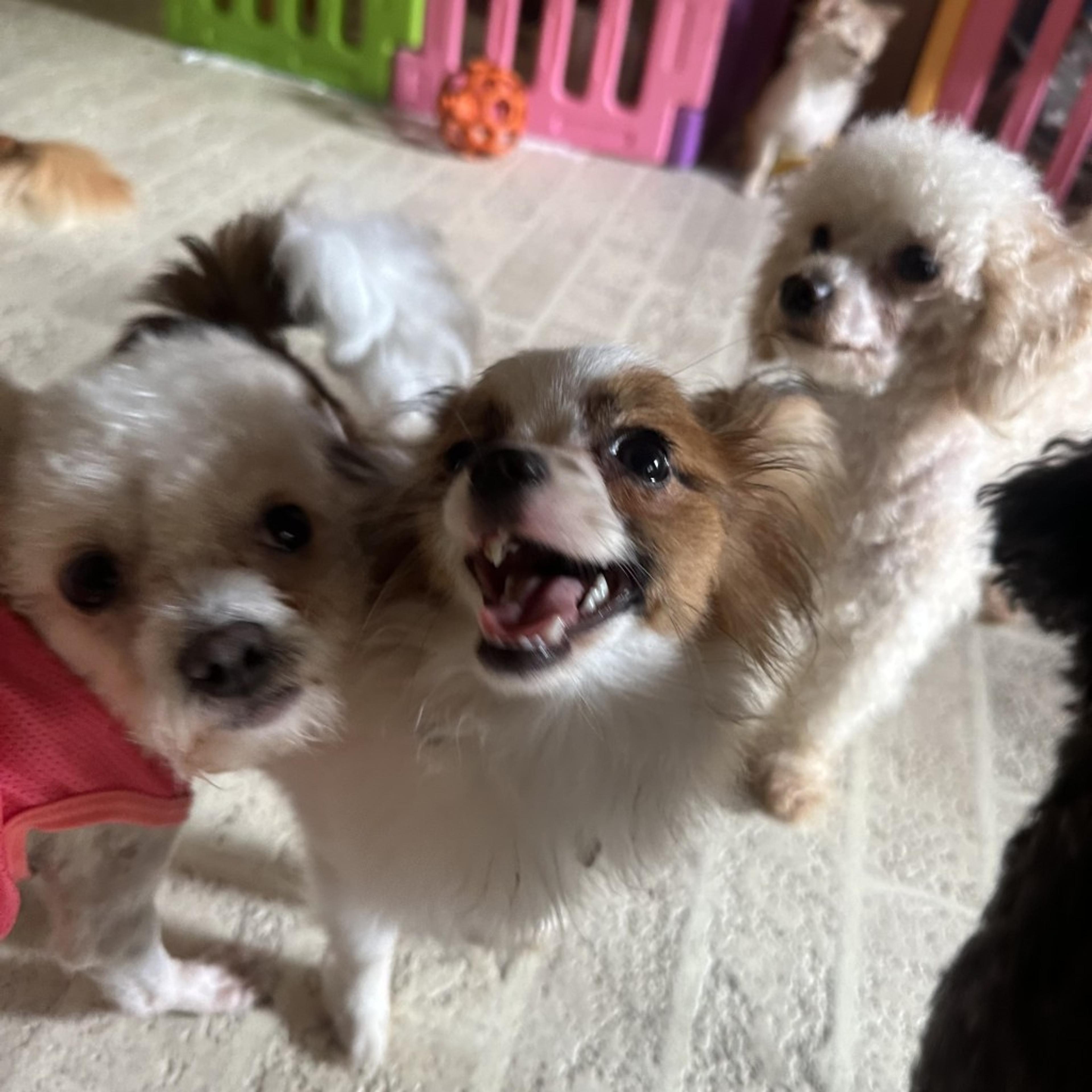 pet-image-2