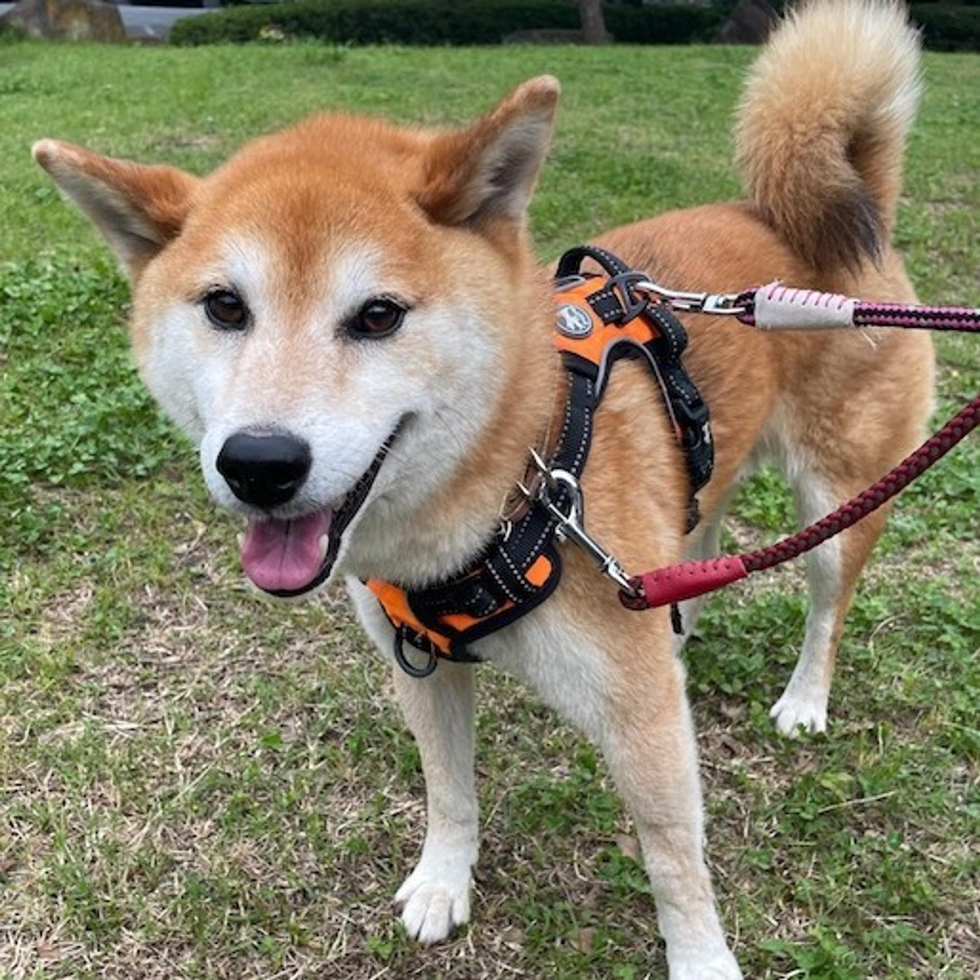 pet-image-2