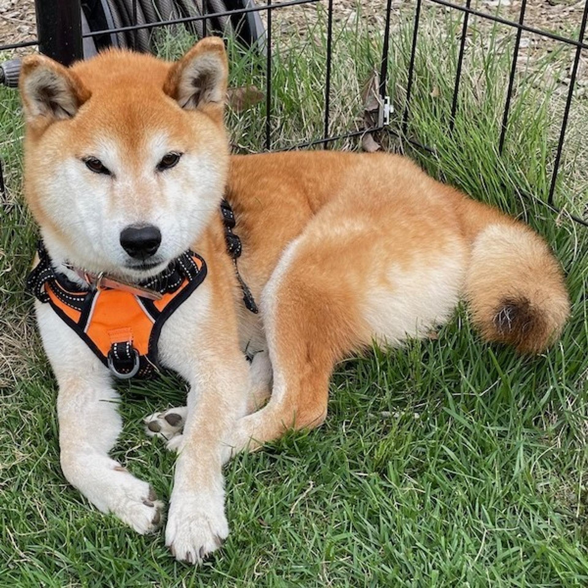 pet-image-3