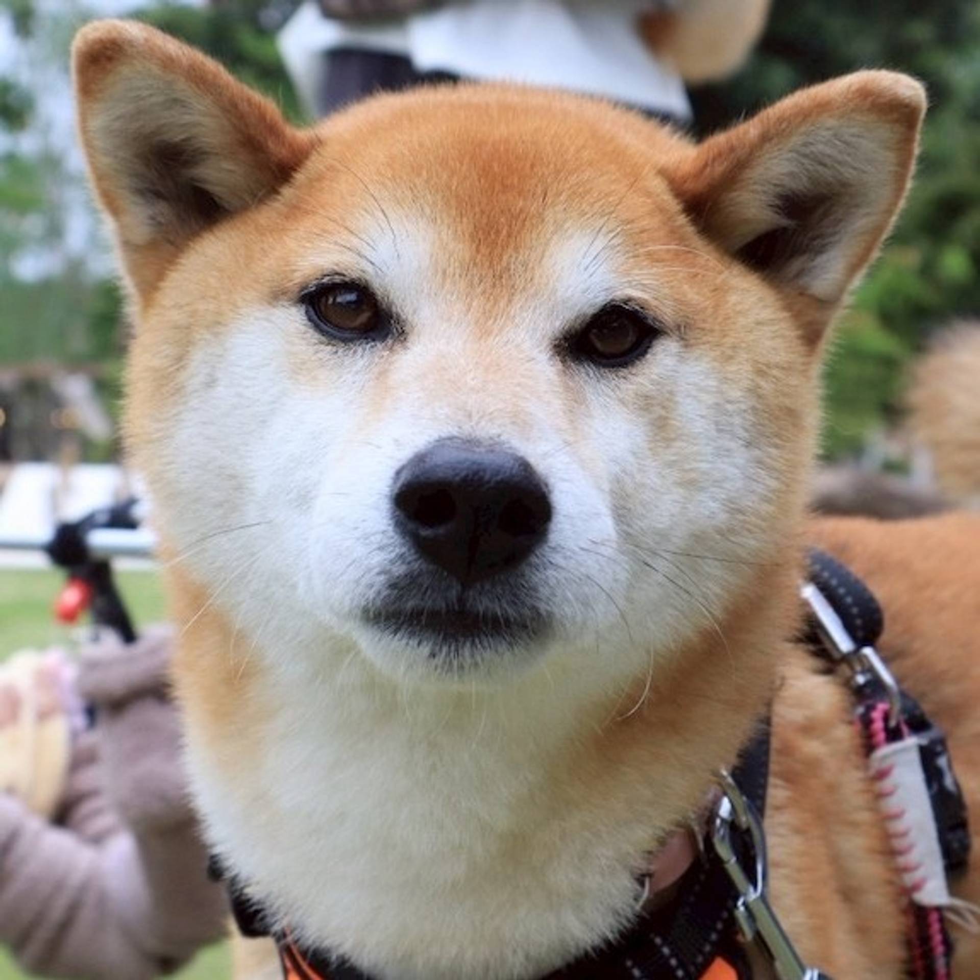 柴犬・オスの里親募集の写真
