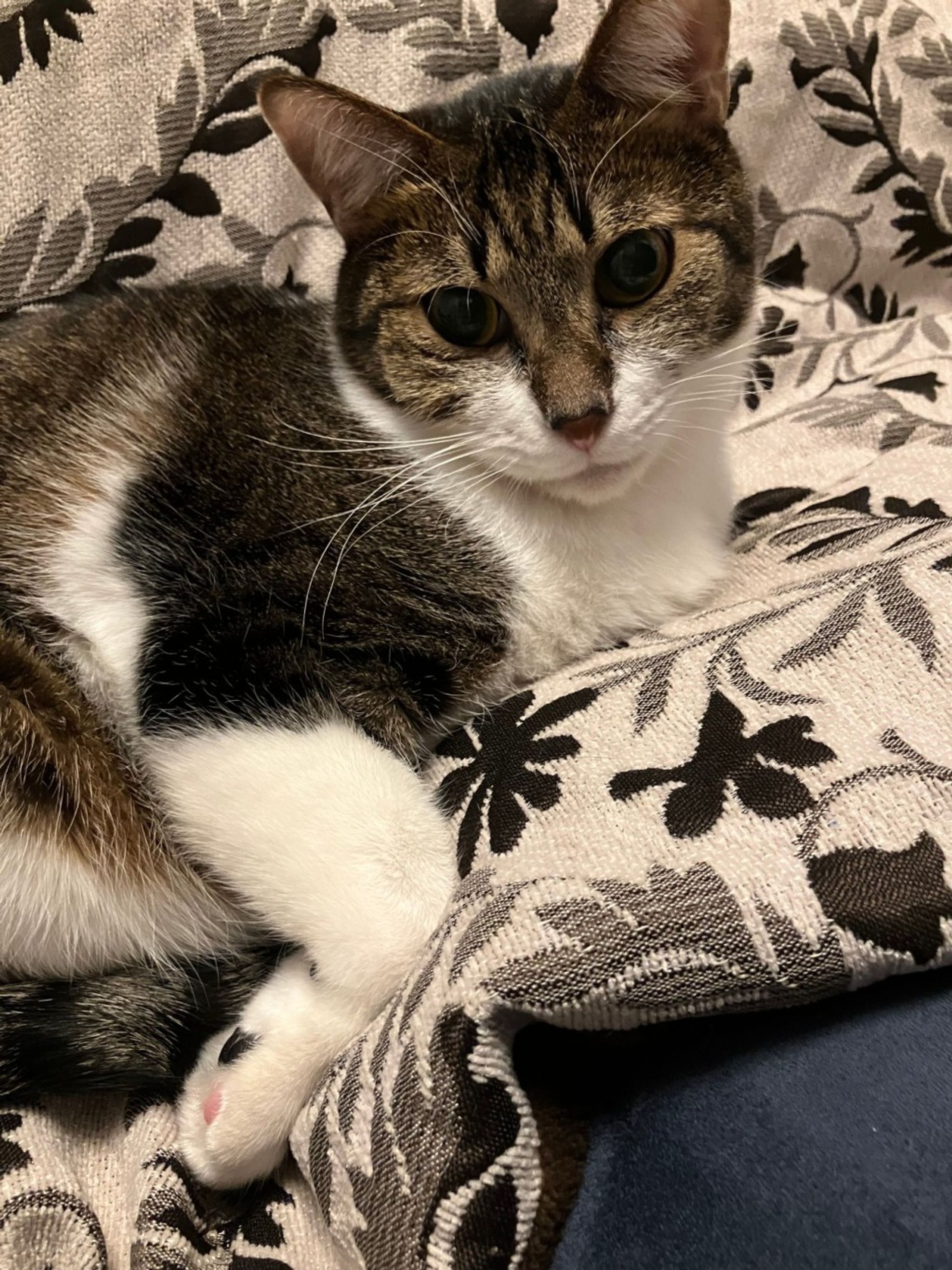 雑種（ミックス猫）・オスの里親募集の写真