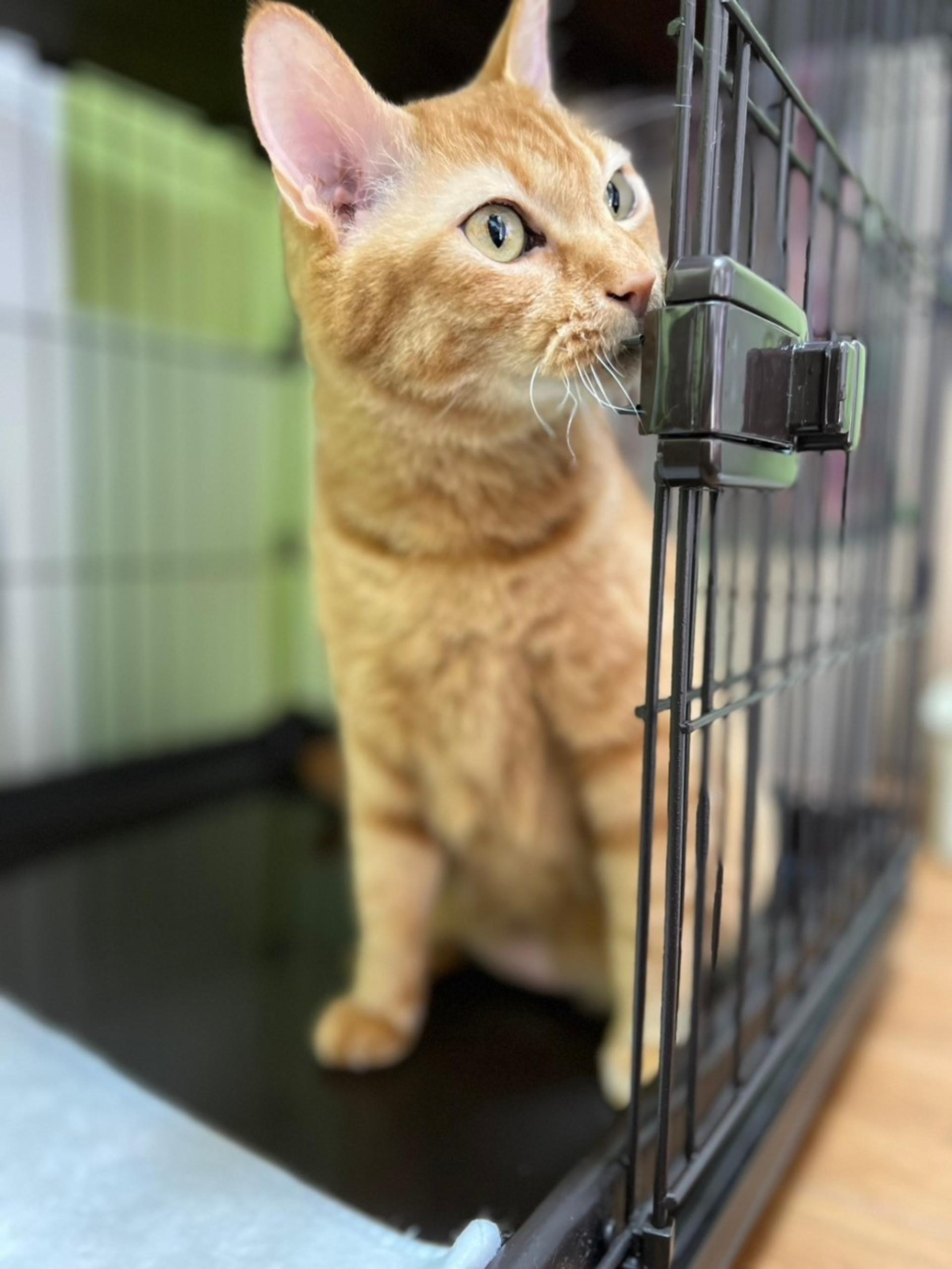 pet-image-5