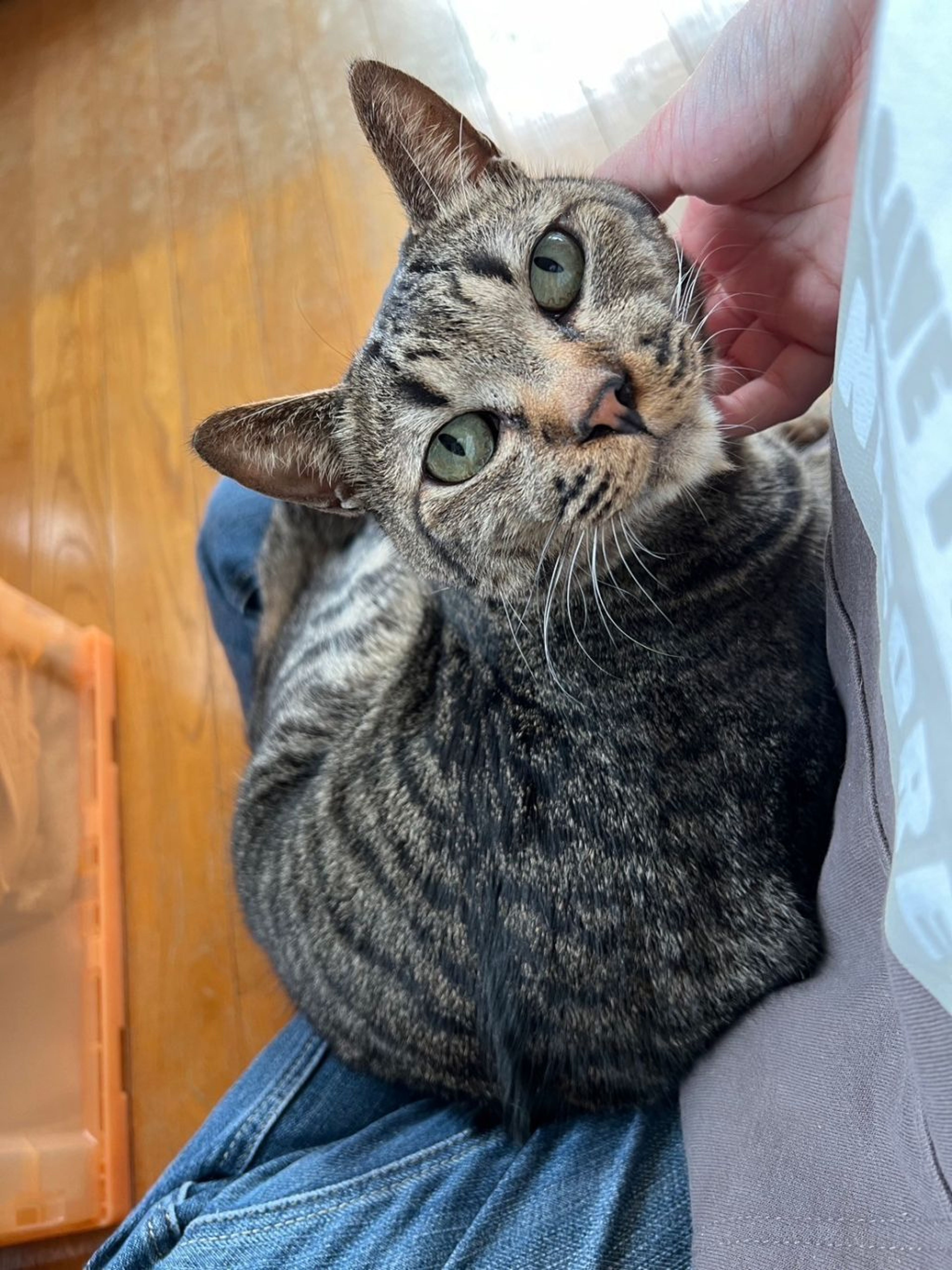 雑種（ミックス猫）・オスの里親募集の写真